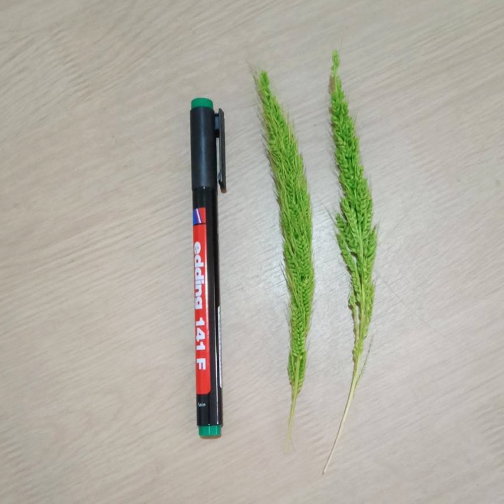 Permanent Pen (Green)