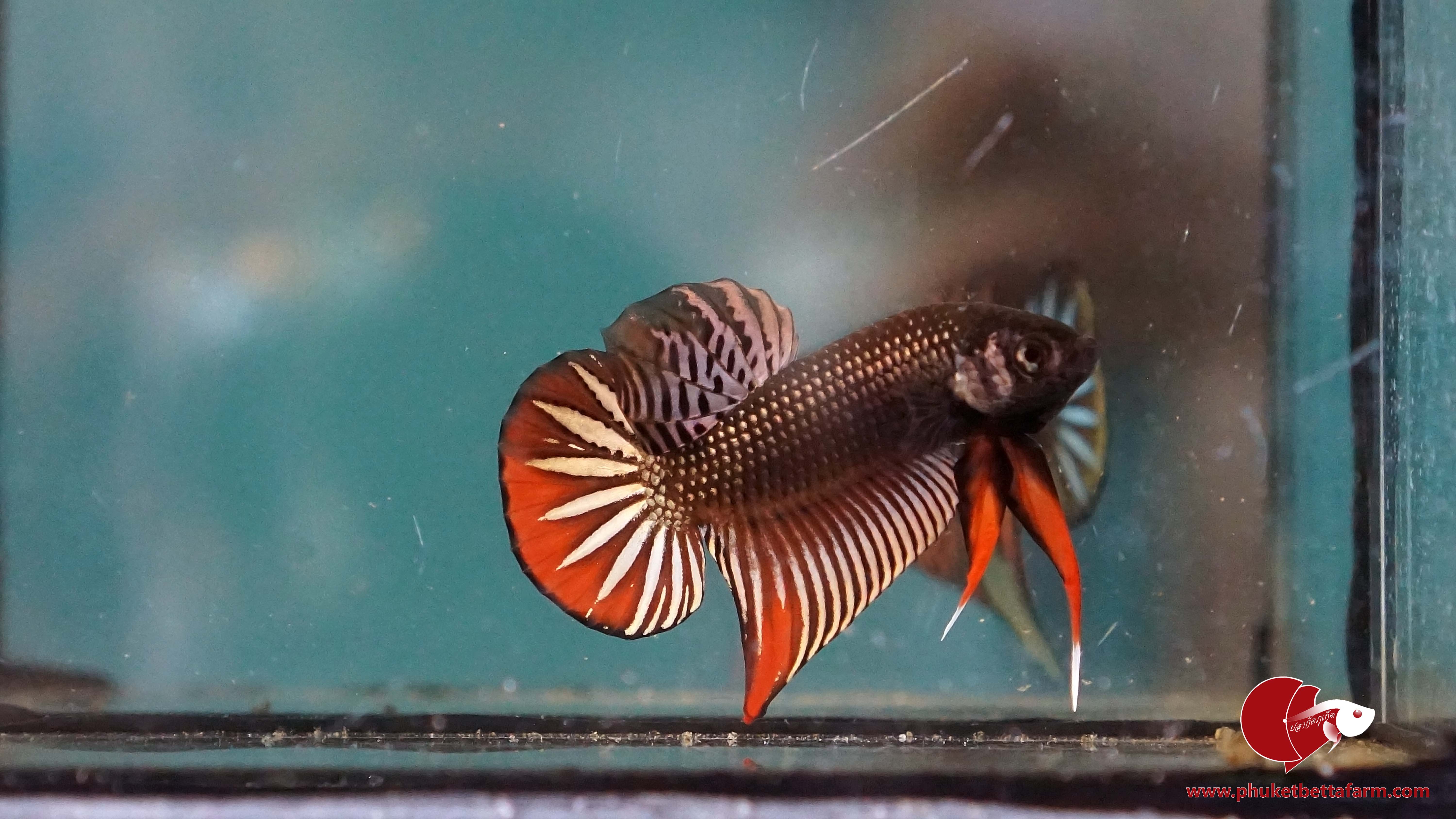 Copper Betta Imbellis ปลากัดป่าภาคใต้สีนากวงแดง
