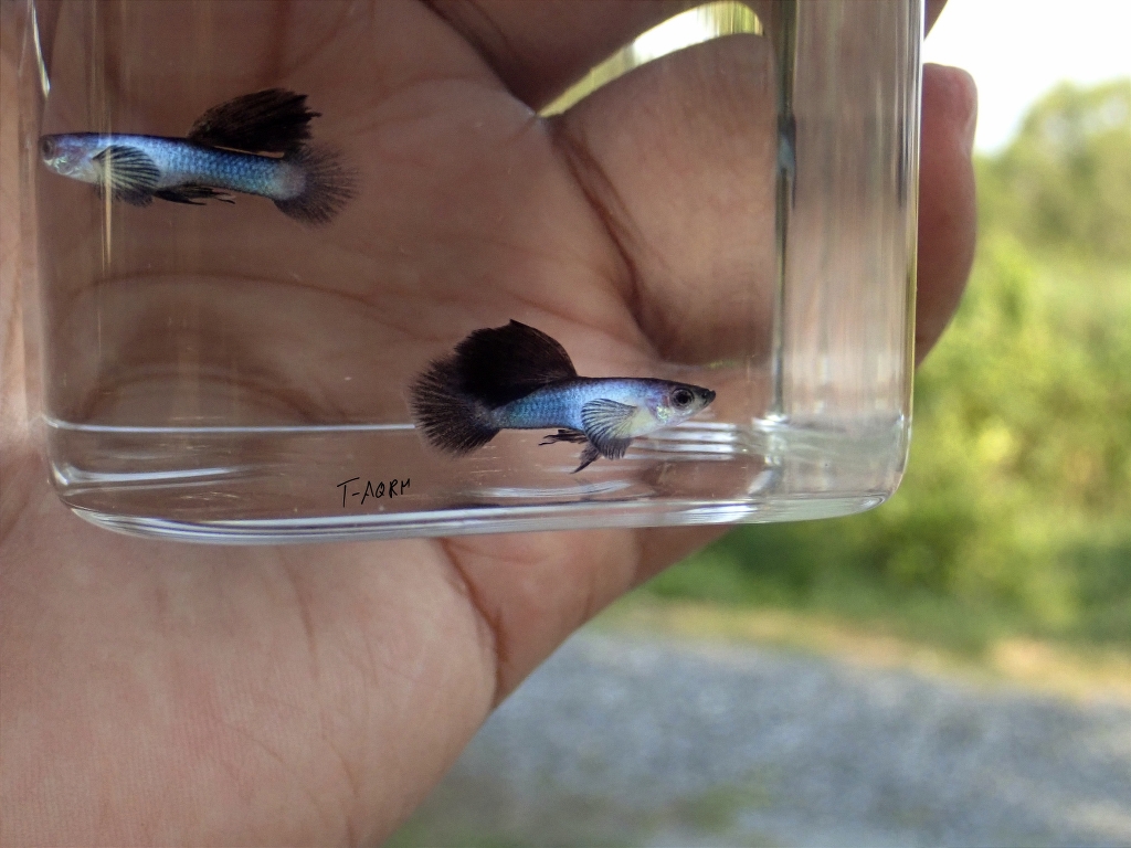 Mini Panda fancy guppy 1คู่ (ผู้+เมีย)
