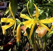 Keeowi (Super small)