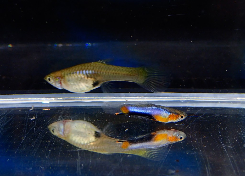 Campoma #47 Blue star, Pure wingei.1คู่ (ผู้+เมีย)