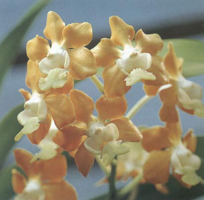 Vanda benbonii (Medium)