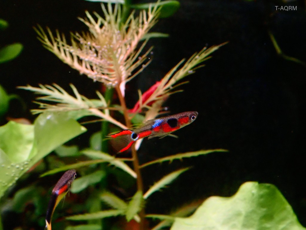 Campoma #28 Pure wingei. 1คู่ (ผู้+เมีย)
