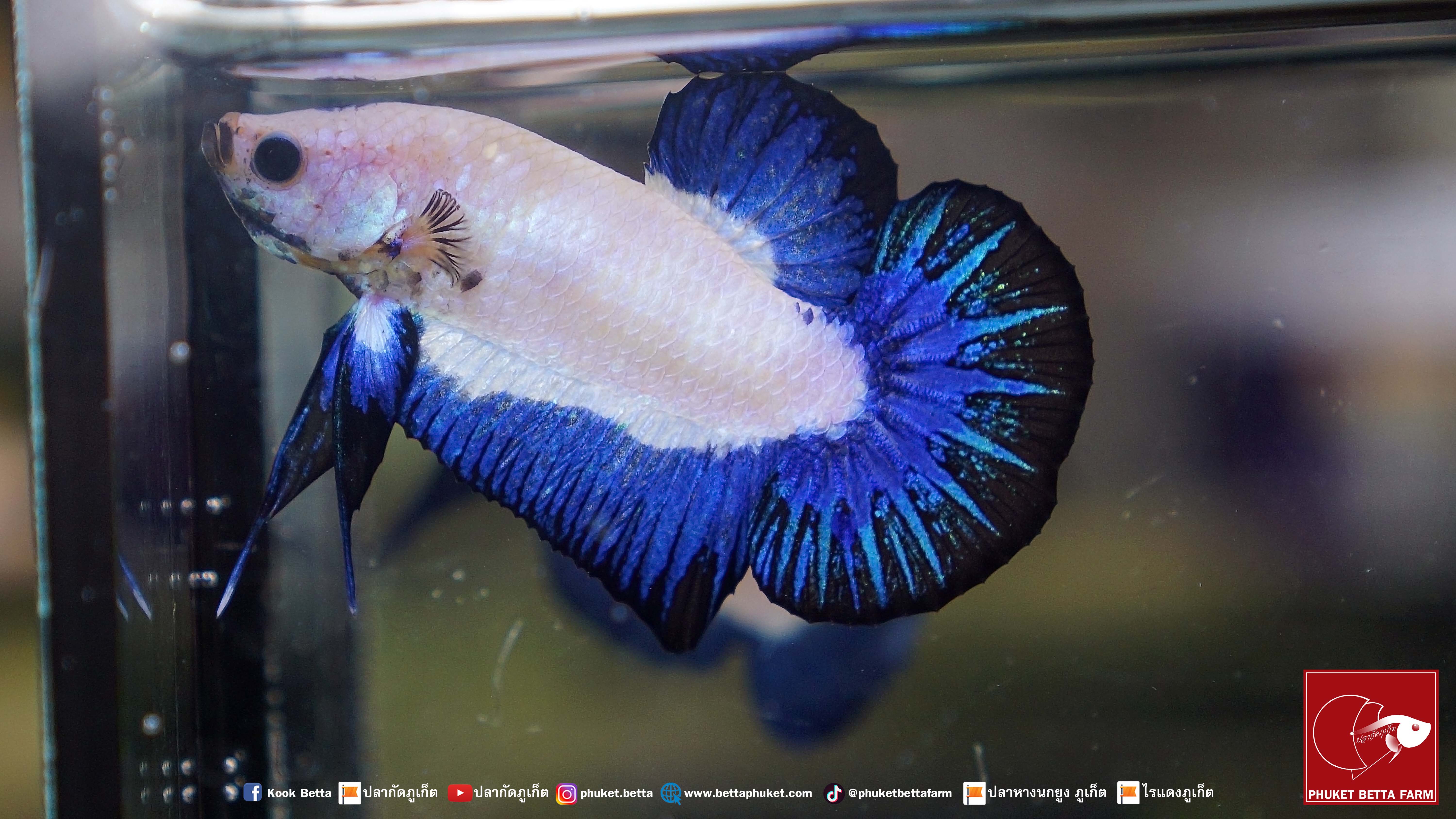Blue Rim Marble ปลากัดมาเบิ้ล