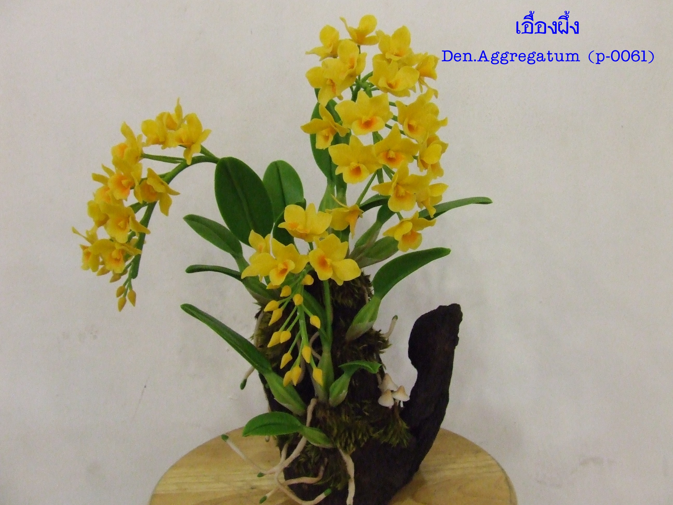 Den. aggregatum (Medium)