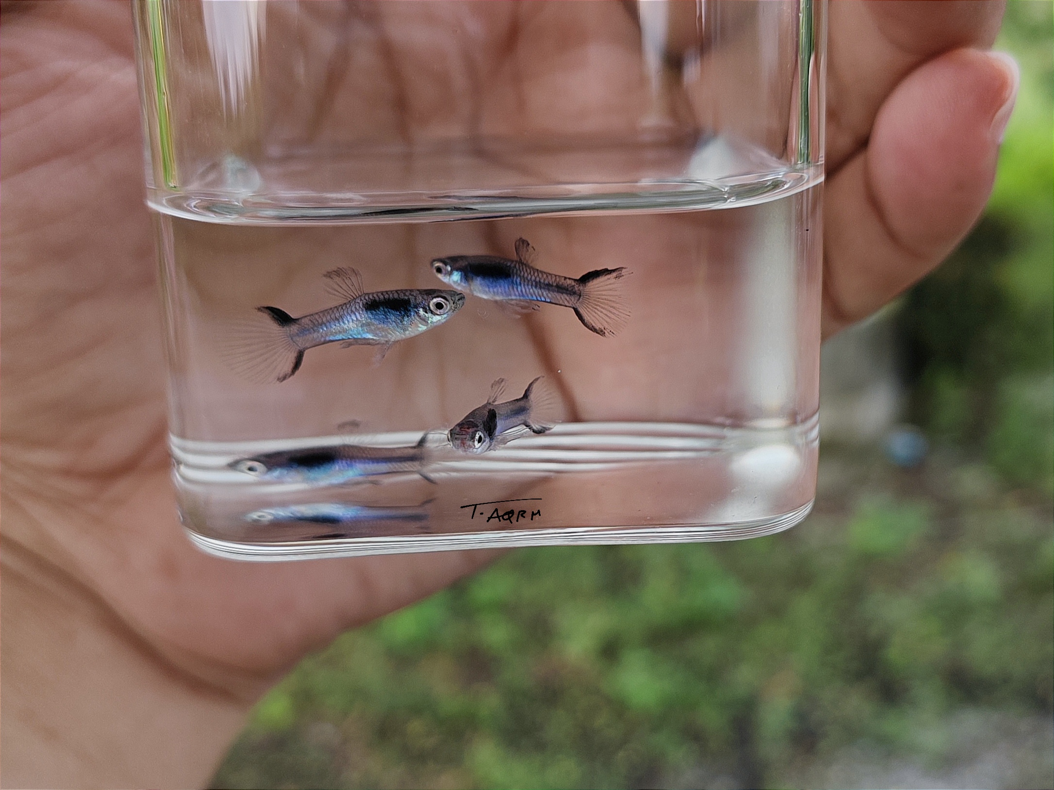 [Original] Asian blau guppy สายพันธุ์หายาก1คู่ (ผู้+เมีย)