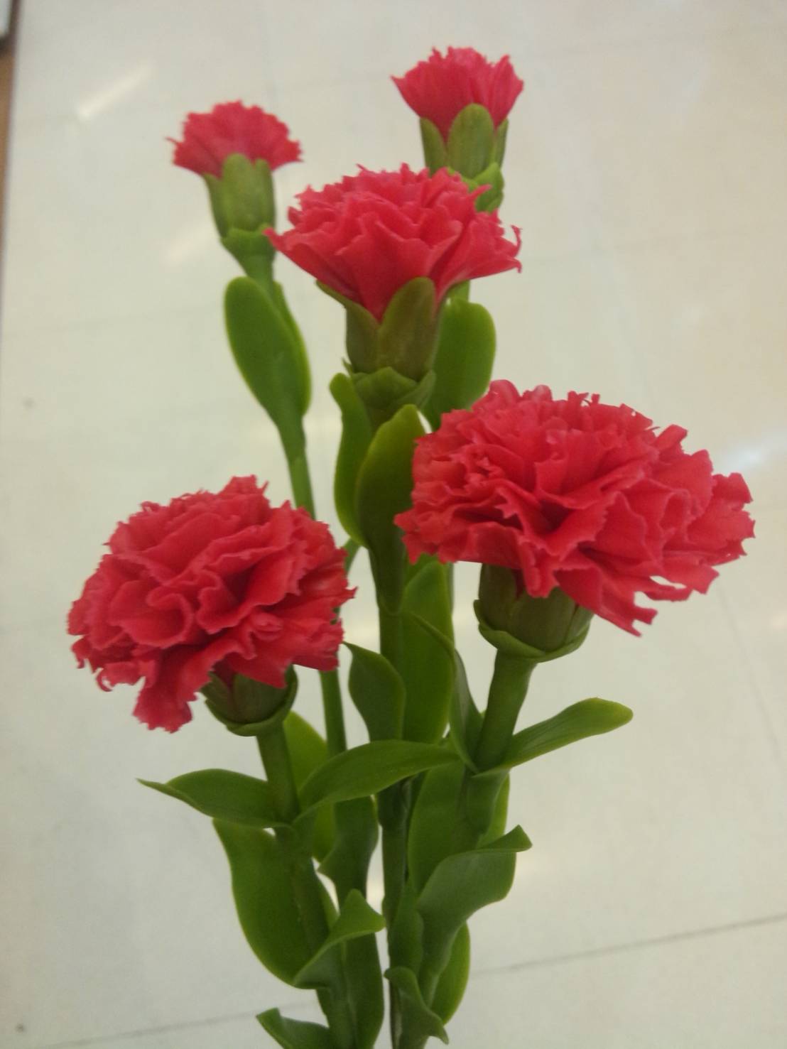 Carnation flower (Large)