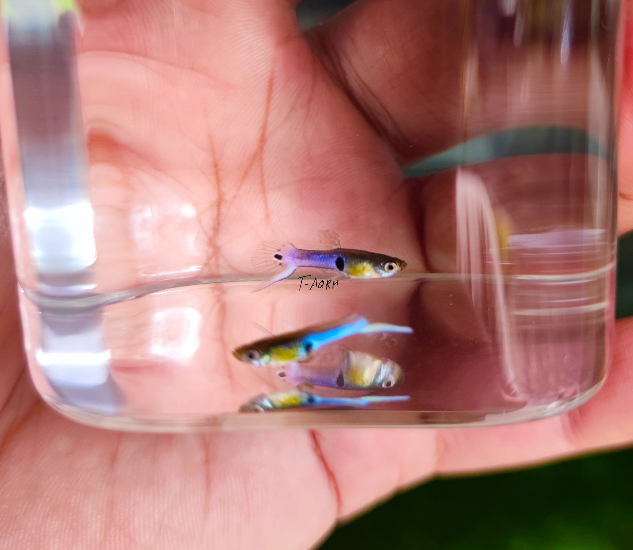 สีฟ้าสดใส ลูกผสมปลาป่า เจแปนบลู กัปปี้ (japan blue guppy, hybrid) สีฟ้ามาจากยีนส์ของ asian blau guppy, เป็นต้นกำเนิดสีฟ้า และถูกนำมาใช้พัฒนาสายพันธุ์ของปลาหางนกยูงมากมายหลายสายพันธุ์รวมถึงปลาหางนกยูงแฟนซี สร้างความคึกคักในตลาดปลาสวยงามอย่างมาก เนื่องจากเป็นปลาลูกผสมและมีบทบาทเข้าไปเกี่ยวข้องกับหางนกยูงหลายสายพันธุ์จึงทำให้ถูกเรียกกันหลายชื่อ เราจะกล่าวถึงในชนิดของสายปลาป่าพัฒนา เช่น japan blue endler, (ปัจจุบันไม่เรียกว่าเอนเลอร์) japan blue endler-guppy, hybrid. japan blue guppy . ในปัจจุบัน japan blue ไม่ได้ถูกเรียกว่าเอนเลอร์ เพื่อให้มีความเข้าใจตรงกันในกลุ่มผู้เลี้ยงจึงถูกจัดให้ไปอยู่ในกลุ่มของ guppy หรือ ลูกผสม endler-guppy แทน . เนื่องจากเป็นปลาลูกผสมมายาวนานจึงมีมากมายหลายแบบ หลายเวอร์ชั่น ที่มีสีฟ้าเหมือนกัน ตามแต่ผู้พัฒนาสายพันธุ์จะพัฒนาออกมา มีรูปร่างหลายทรง หลายแบบ เช่น หางกลม, หางดาบ, หางใหญ่แบบปลาแฟนซีทั่วไป เป็นต้น เป็นปลาอีกหนึ่งชนิดที่มักจะมีจำหน่ายตามร้านปลาสวยงามทั่วไป ผู้ที่สนใจเลี้ยงก็สามารถเลือกหามาเลี้ยงกันได้ตามชอบ เอาใจคนรักสีฟ้า เป็นปลาอีกหนึ่งชนิดที่น่าเลี้ยงน่าสะสมเลยล่ะ 👍😋 สีฟ้าสดใส ลูกผสมปลาป่า เจแปนบลู กัปปี้ (japan blue guppy, hybrid) สีฟ้ามาจากยีนส์ของ asian blau guppy, เป็นต้นกำเนิดสีฟ้า และถูกนำมาใช้พัฒนาสายพันธุ์ของปลาหางนกยูงมากมายหลายสายพันธุ์รวมถึงปลาหางนกยูงแฟนซี สร้างความคึกคักในตลาดปลาสวยงามอย่างมาก เนื่องจากเป็นปลาลูกผสมและมีบทบาทเข้าไปเกี่ยวข้องกับหางนกยูงหลายสายพันธุ์จึงทำให้ถูกเรียกกันหลายชื่อ เราจะกล่าวถึงในชนิดของสายปลาป่าพัฒนา เช่น japan blue endler, (ปัจจุบันไม่เรียกว่าเอนเลอร์) japan blue endler-guppy, hybrid. japan blue guppy . ในปัจจุบัน japan blue ไม่ได้ถูกเรียกว่าเอนเลอร์ เพื่อให้มีความเข้าใจตรงกันในกลุ่มผู้เลี้ยงจึงถูกจัดให้ไปอยู่ในกลุ่มของ guppy หรือ ลูกผสม endler-guppy แทน . เนื่องจากเป็นปลาลูกผสมมายาวนานจึงมีมากมายหลายแบบ หลายเวอร์ชั่น ที่มีสีฟ้าเหมือนกัน ตามแต่ผู้พัฒนาสายพันธุ์จะพัฒนาออกมา มีรูปร่างหลายทรง หลายแบบ เช่น หางกลม, หางดาบ, หางใหญ่แบบปลาแฟนซีทั่วไป เป็นต้น เป็นปลาอีกหนึ่งชนิดที่มักจะมีจำหน่ายตามร้านปลาสวยงามทั่วไป ผู้ที่สนใจเลี้ยงก็สามารถเลือกหามาเลี้ยงกันได้ตามชอบ เอาใจคนรักสีฟ้า เป็นปลาอีกหนึ่งชนิดที่น่าเลี้ยงน่าสะสมเลยล่ะ 👍😋