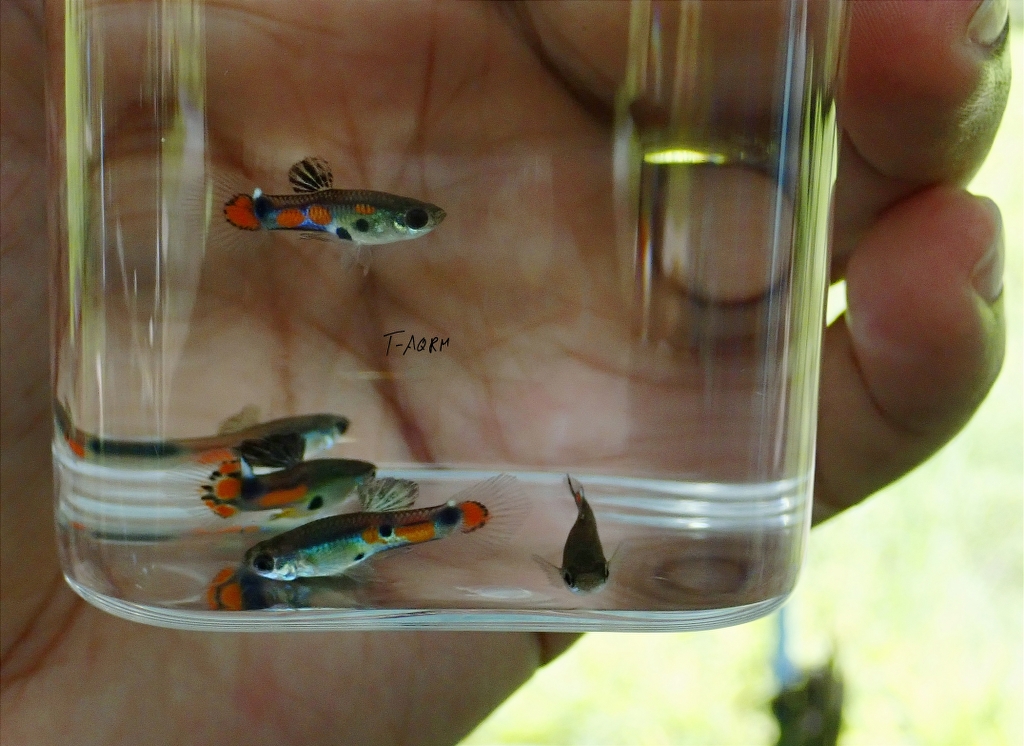Wild rainbow guppy, Peacock version.1คู่ (ผู้+เมีย)