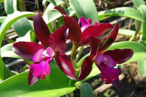 Netrasiri Waxy (Large)