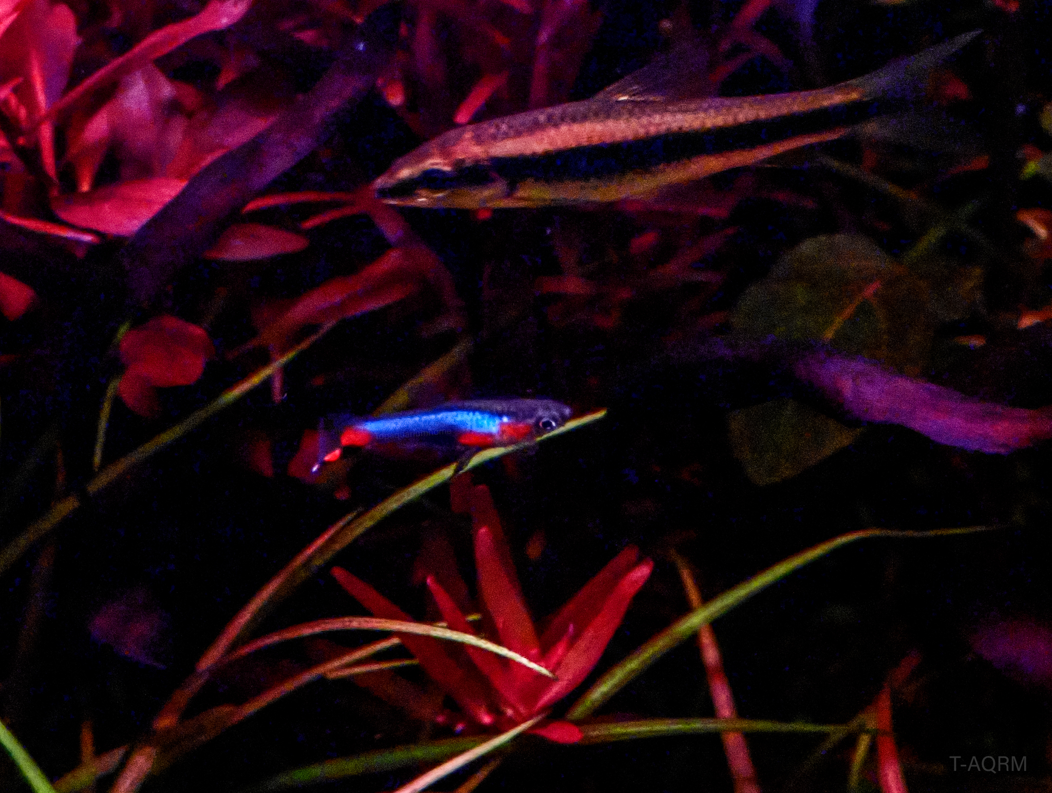 Campoma #47 Blue star, Pure wingei.1คู่ (ผู้+เมีย)
