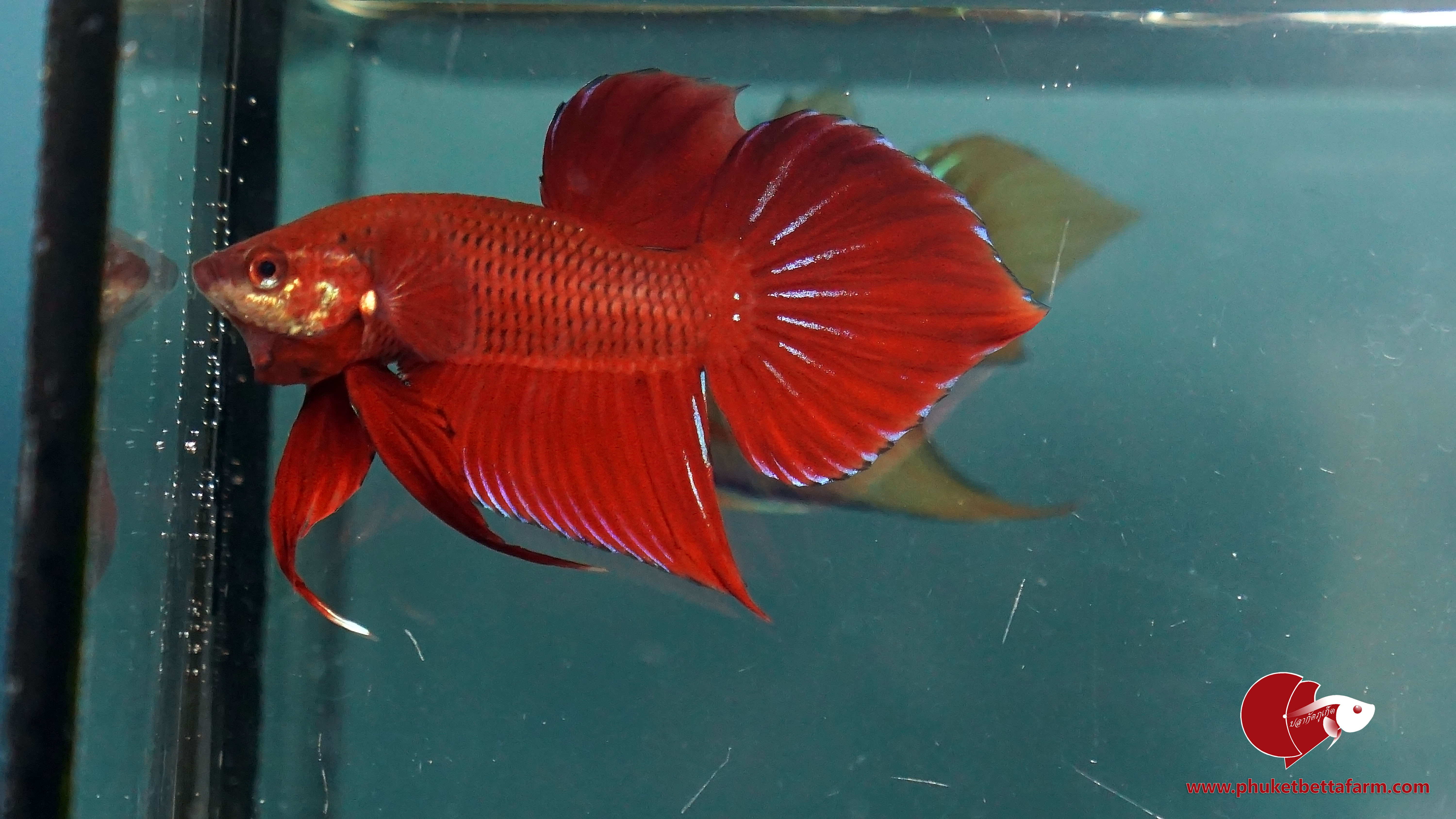 Red Benjarong ปลากัดป่าเเดงเบญจรงค์