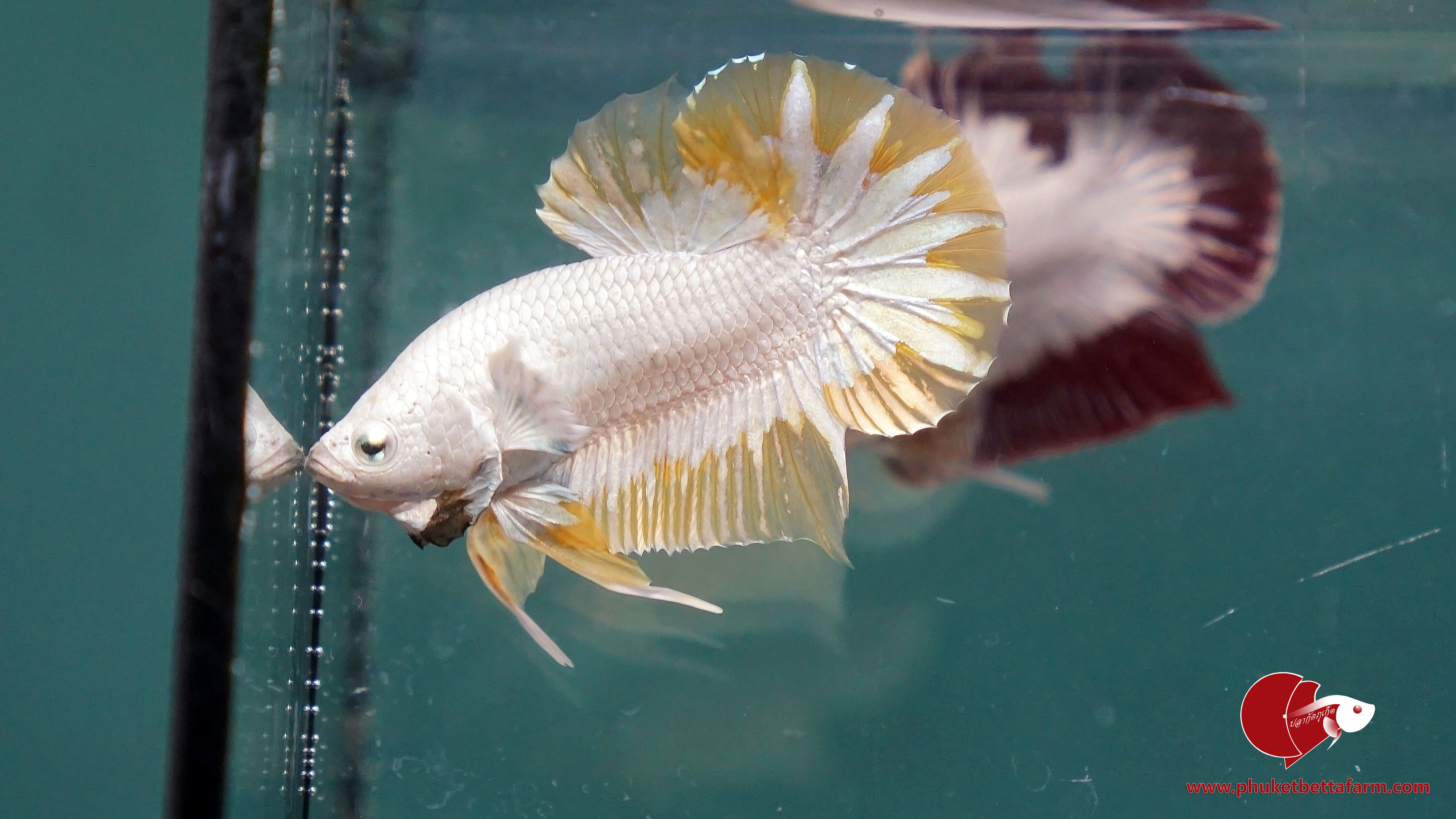 Yellow Dragon Snow ปลากัดเยลโล่ดราก้อนสโนว์