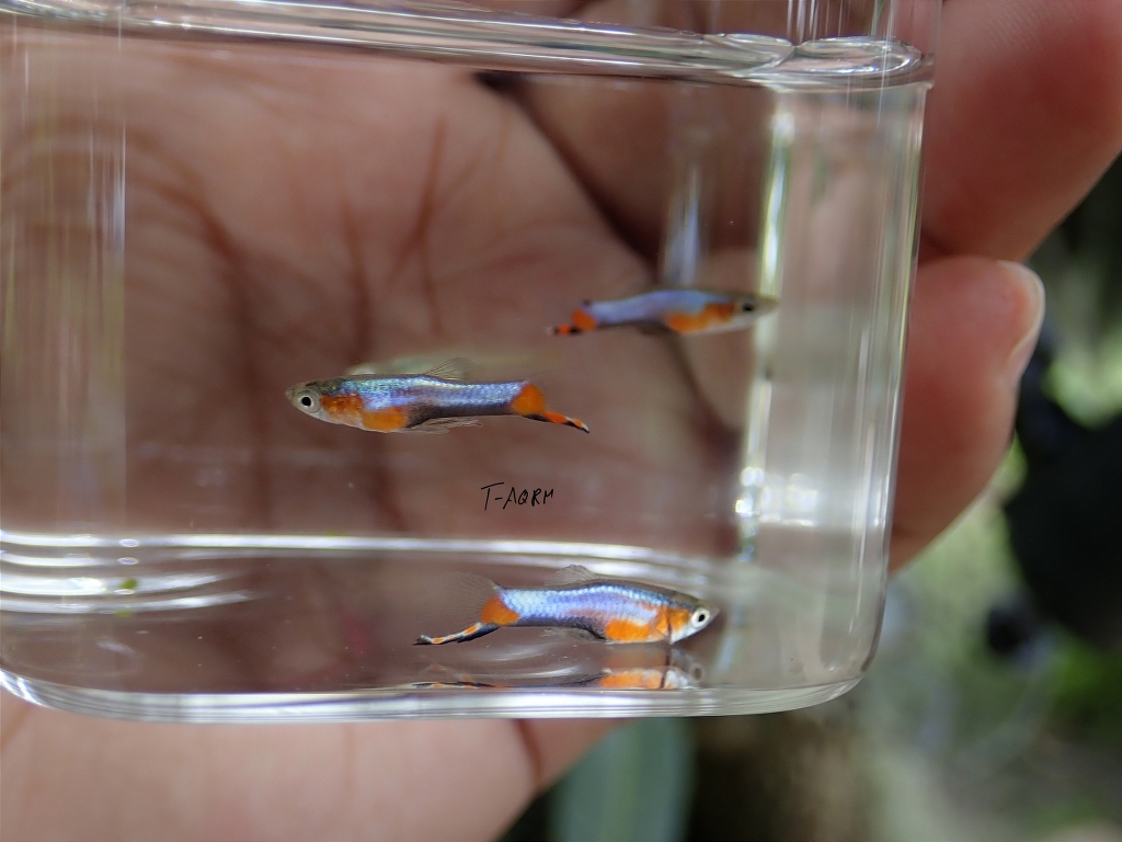 Campoma #47 Blue star, Pure wingei.1คู่ (ผู้+เมีย)