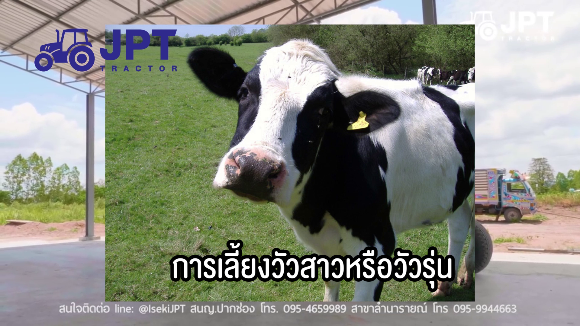 การเลี้ยงวัว แรกเกิด