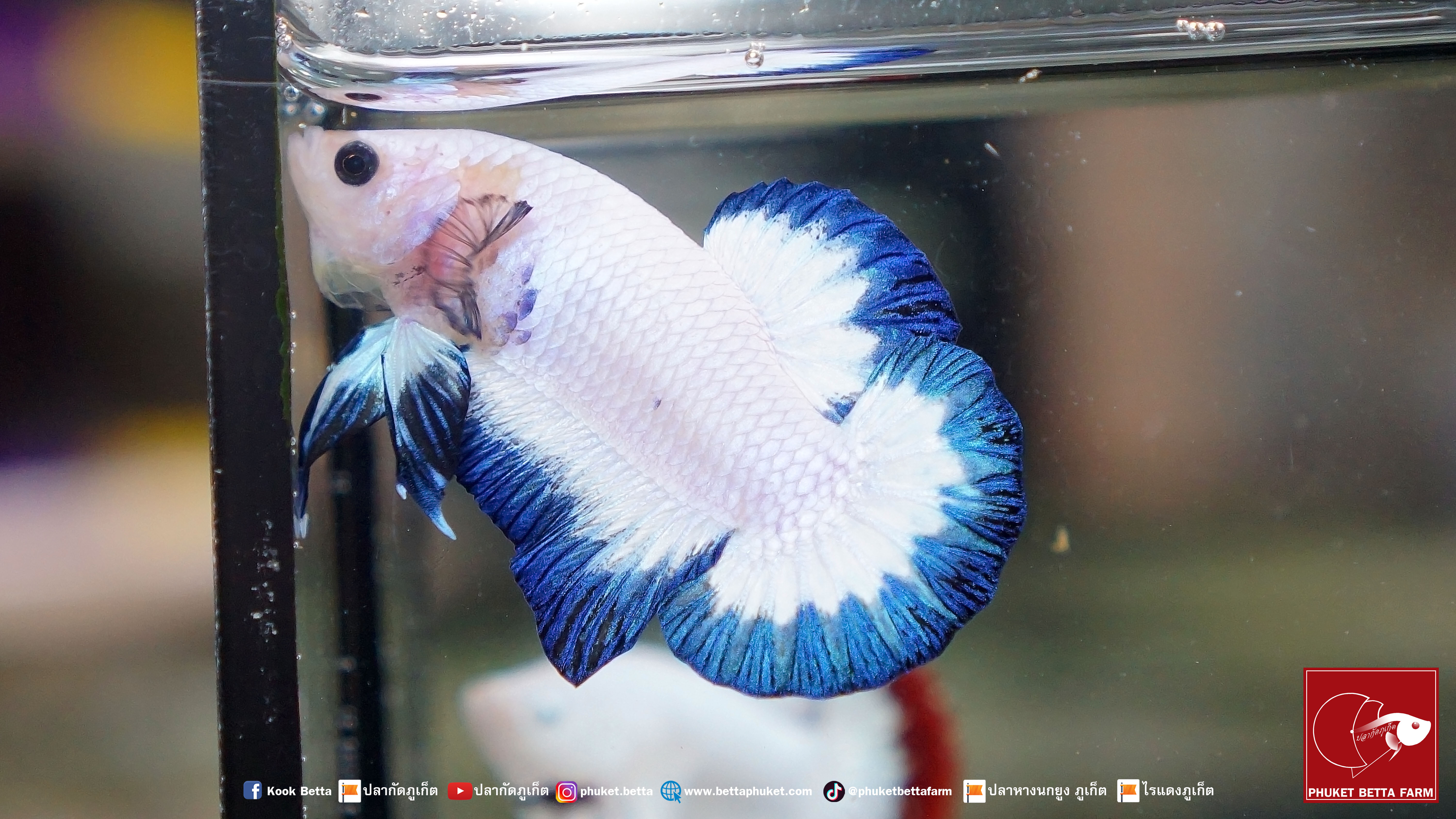 Blue Rim Marble ปลากัดมาเบิ้ล