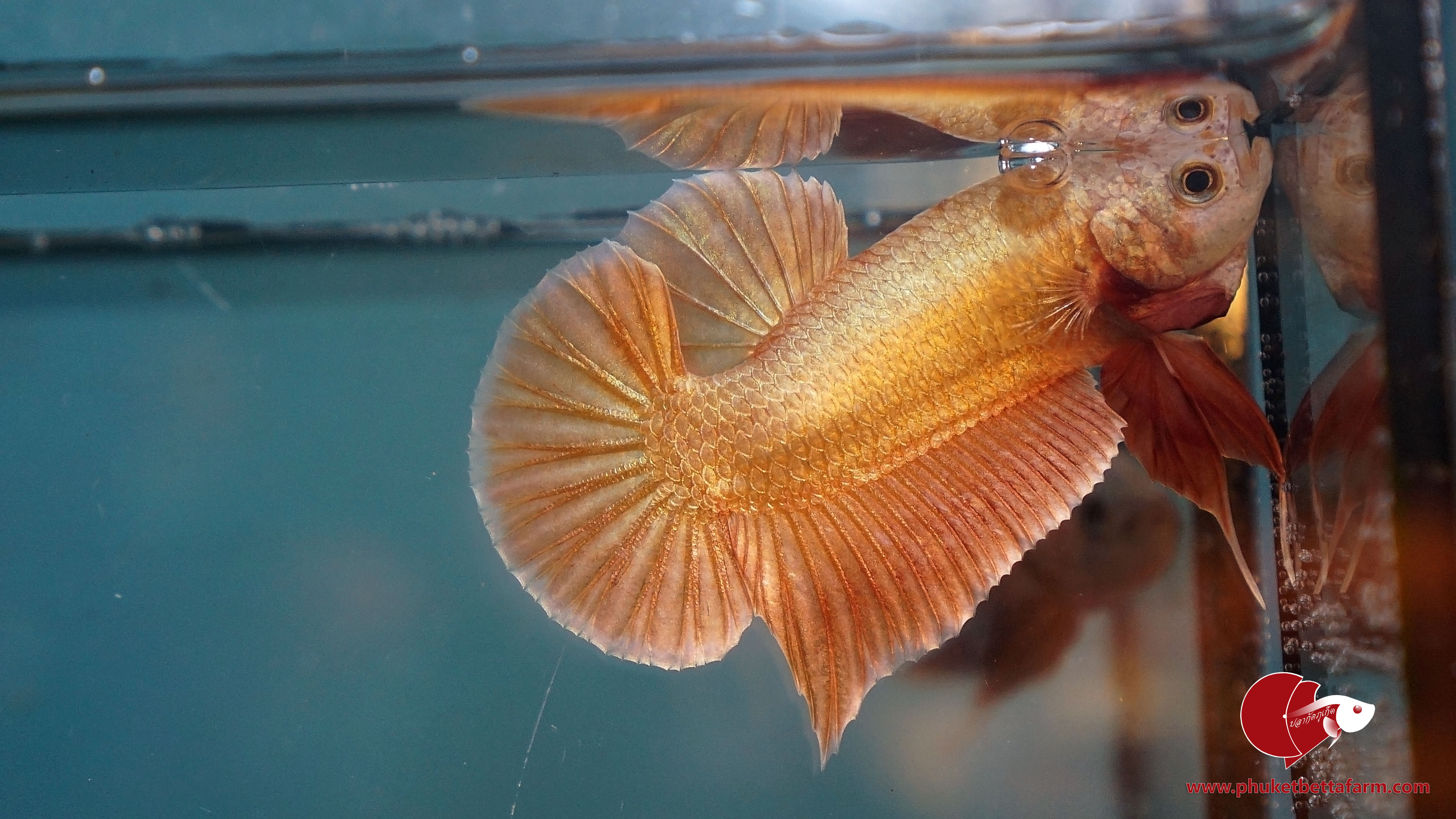 Orange Gold ปลากัดสีส้มทอง