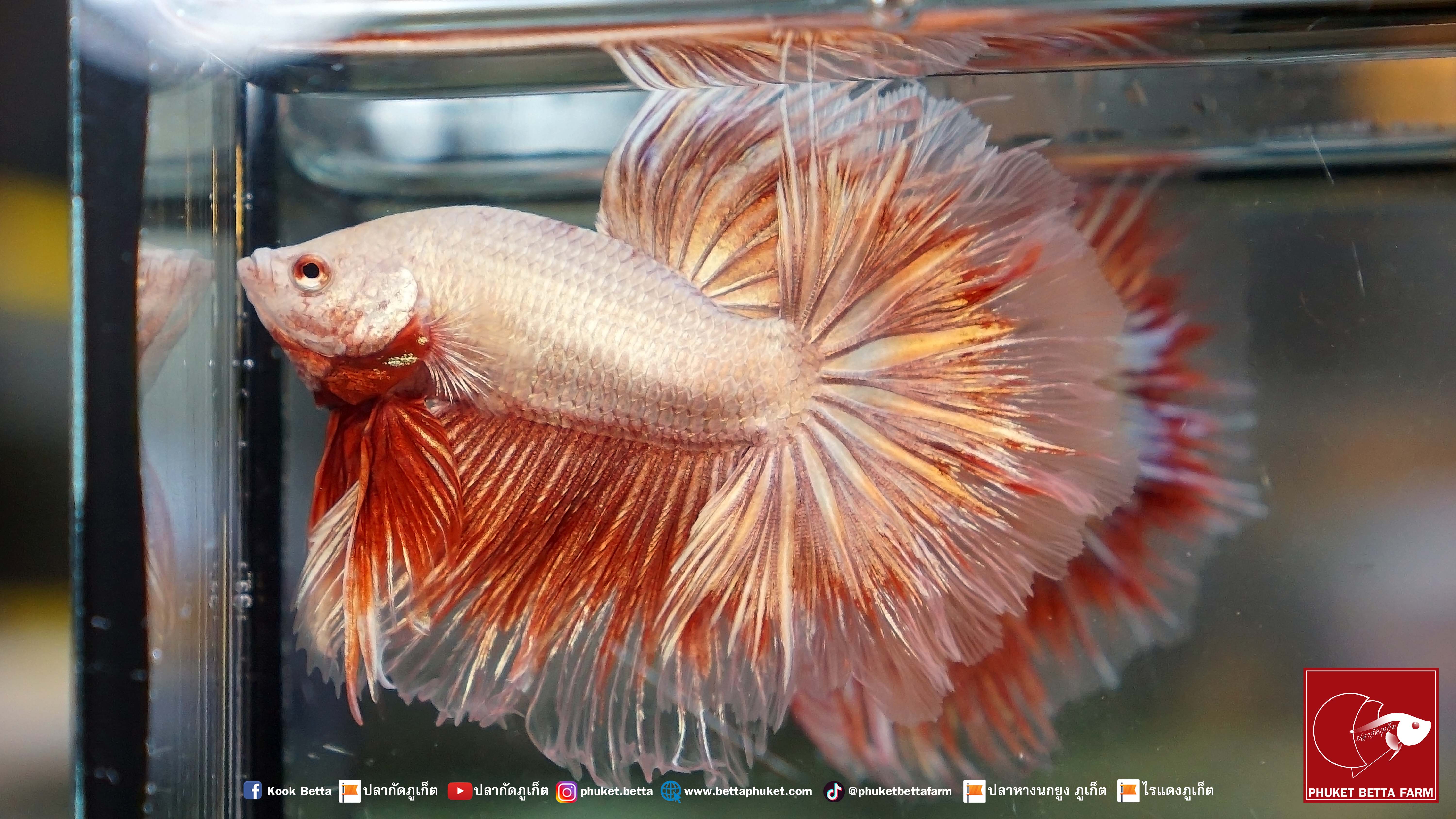 Red Gold Halfmoon ปลากัดทองแดง ครีบยาว