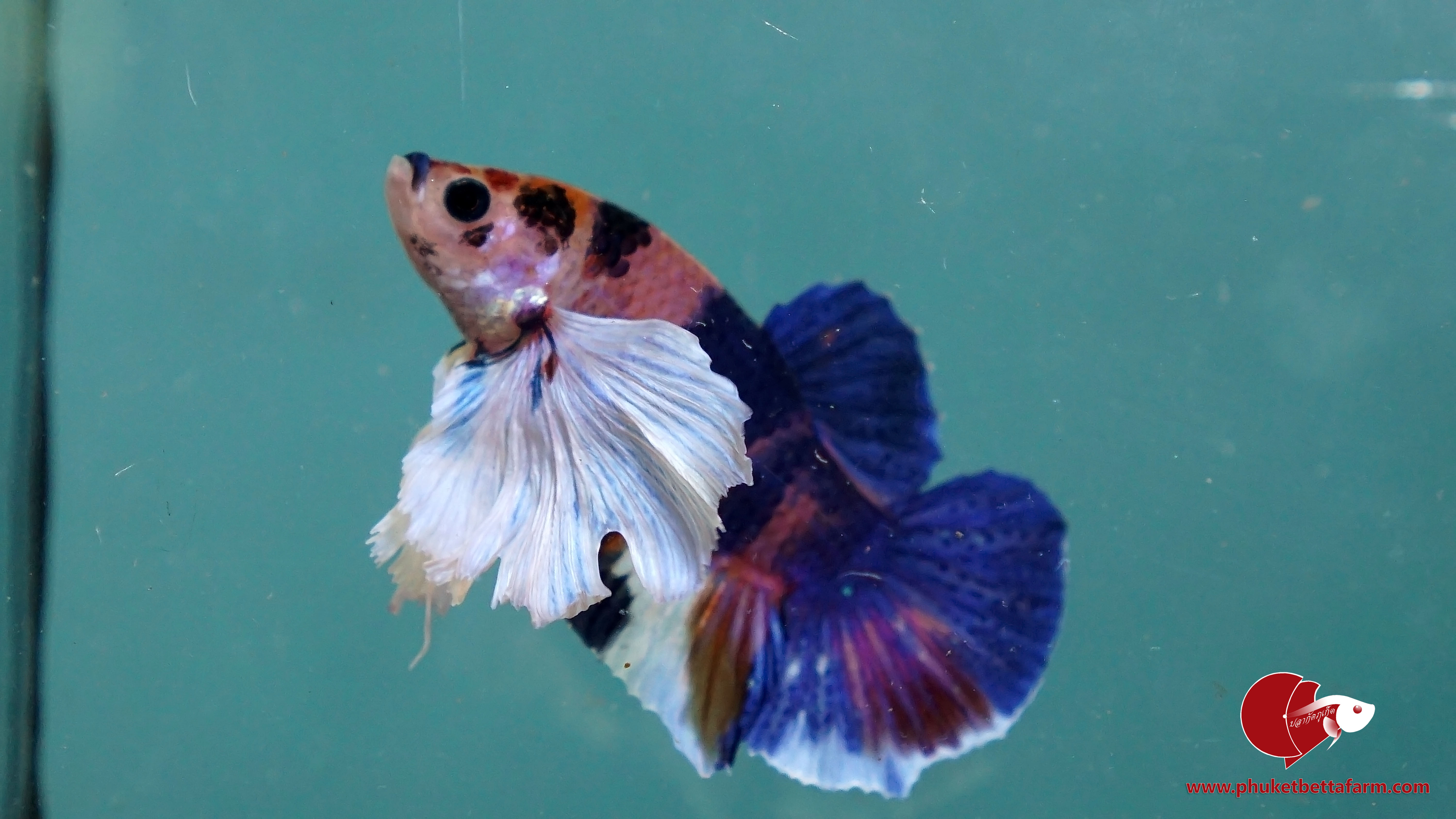 Dumbo Nemo Multicolor ปลากัดหูช้างนีโม่มัลติคัลเลอร์