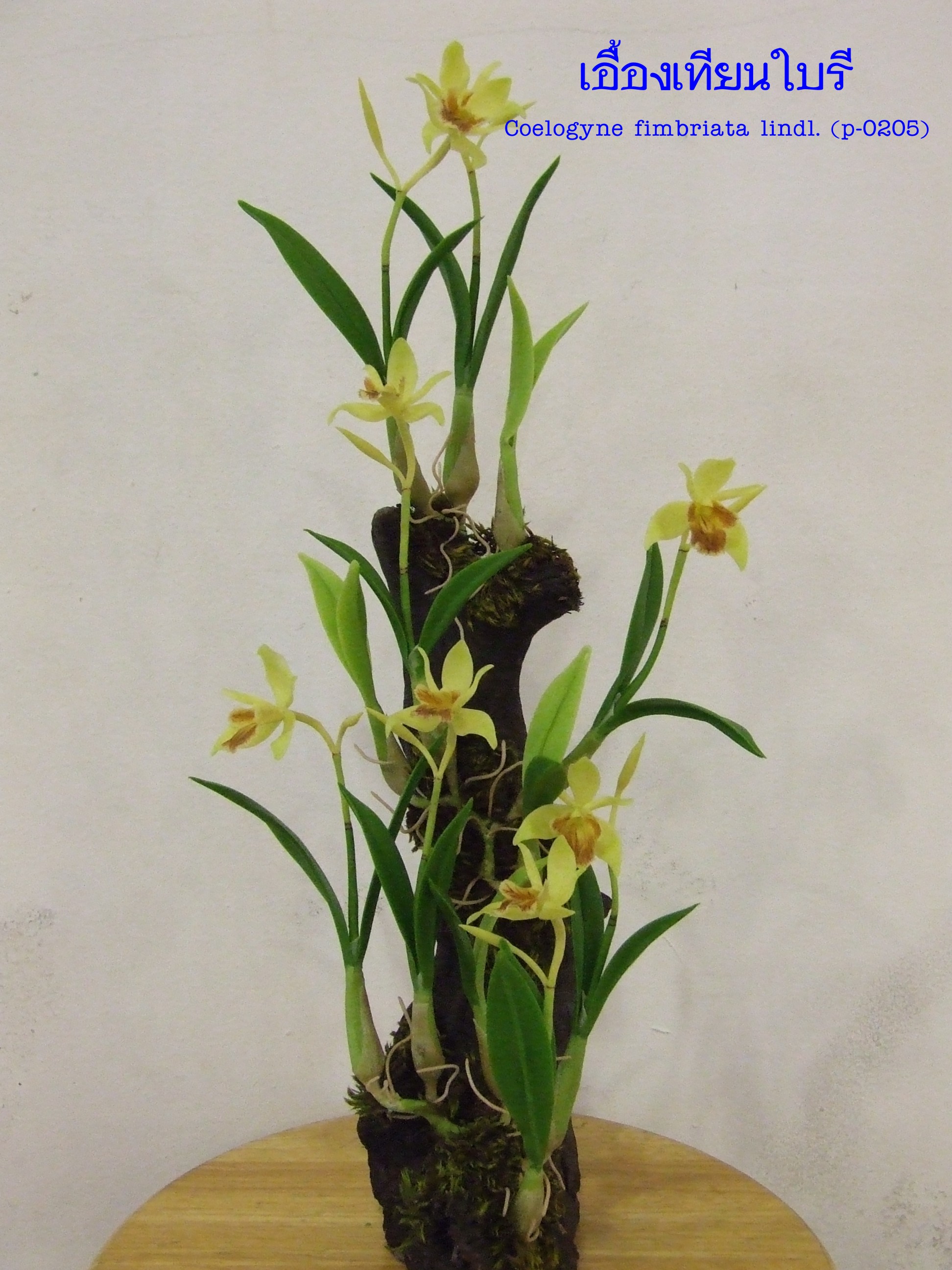 Coelogyne Fimbriata