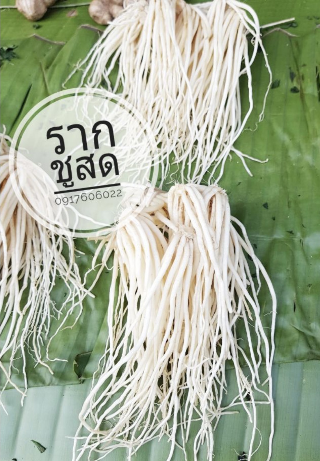 รากชู รากซู ต้นรากชู ต้นรากซู รากชูสด รากซูสด หอมชู หอมซู รากผักชู รากชูหอมชู ต้นหอมชู สดจากสวน