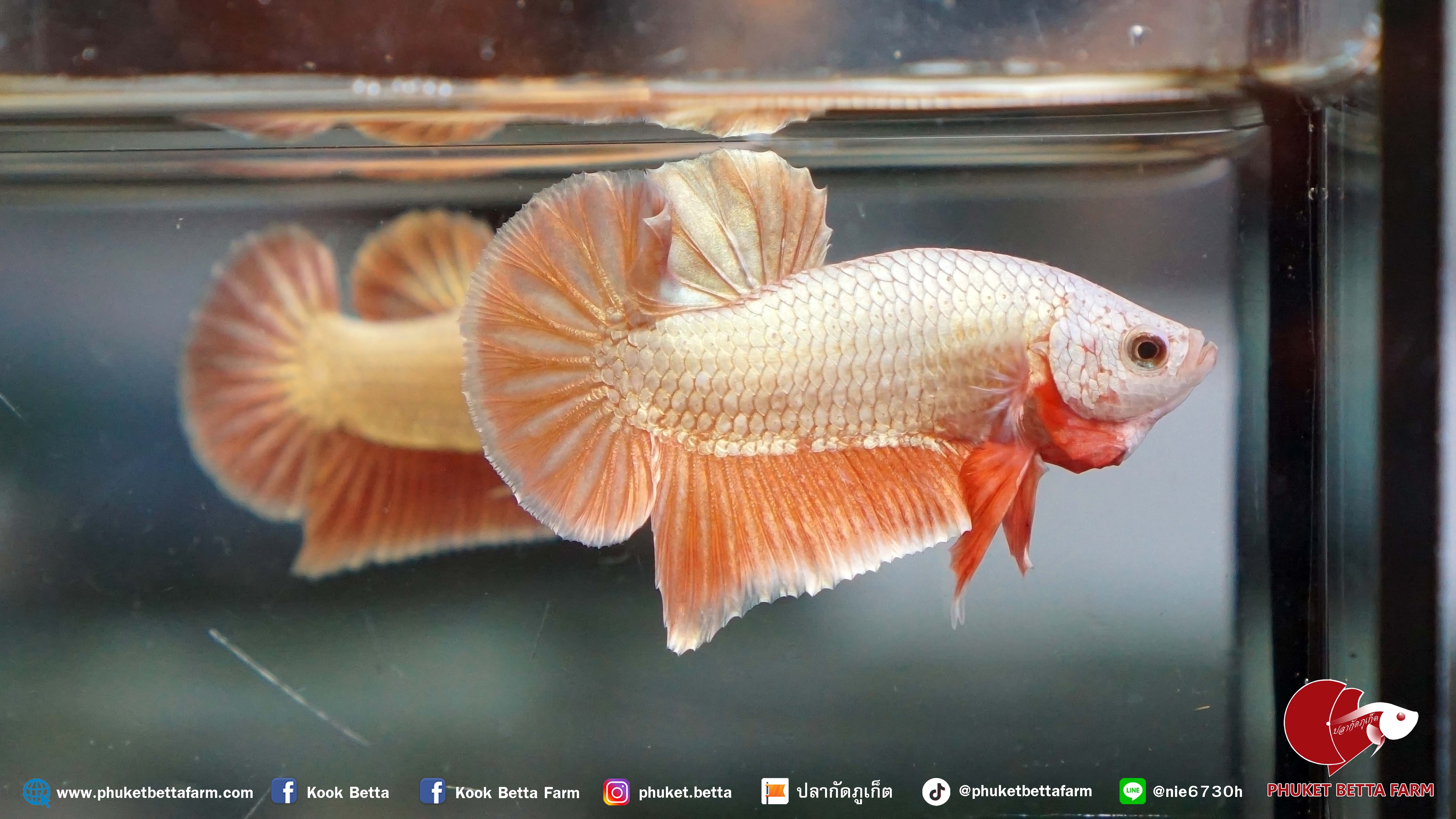 Red Gold ปลากัดทองแดง