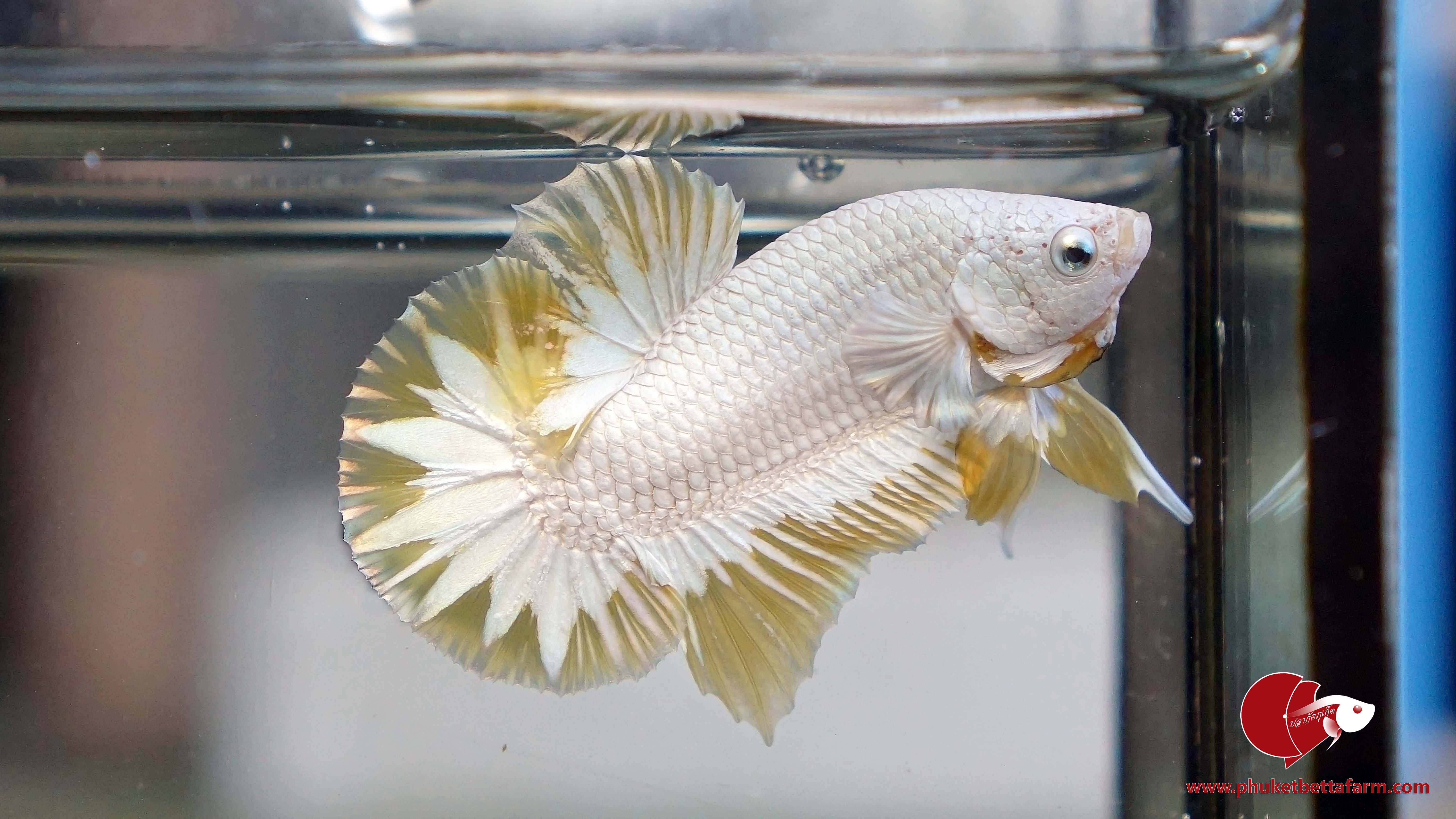 Yellow Dragon Snow ปลากัดเยลโล่ดราก้อนสโนว์ หางดาว