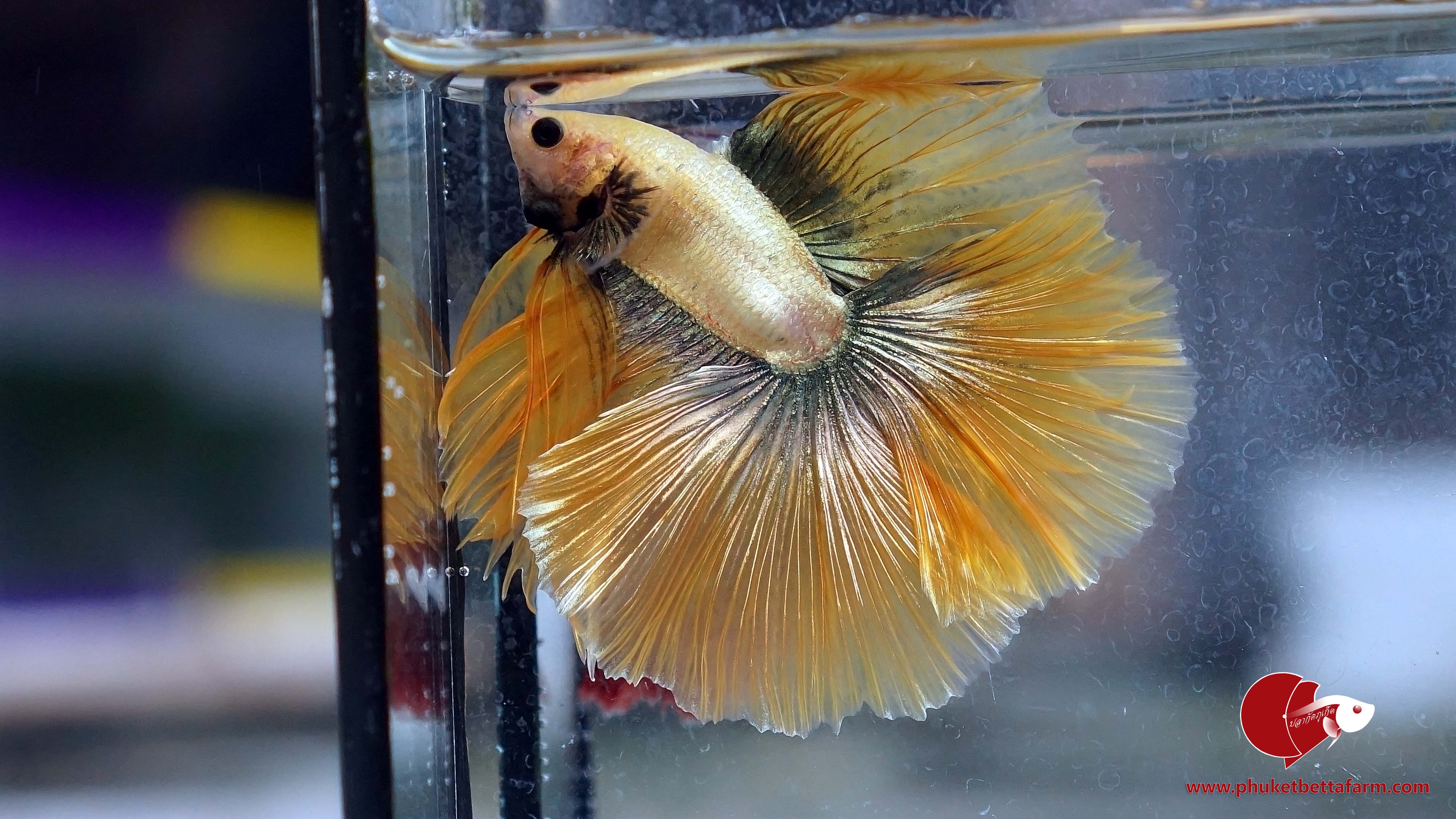 Copper Yellow Full Moon ปลากัดคอปเปอร์เยลโล่ฟูลมูน