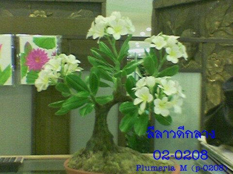Plumeria (small)