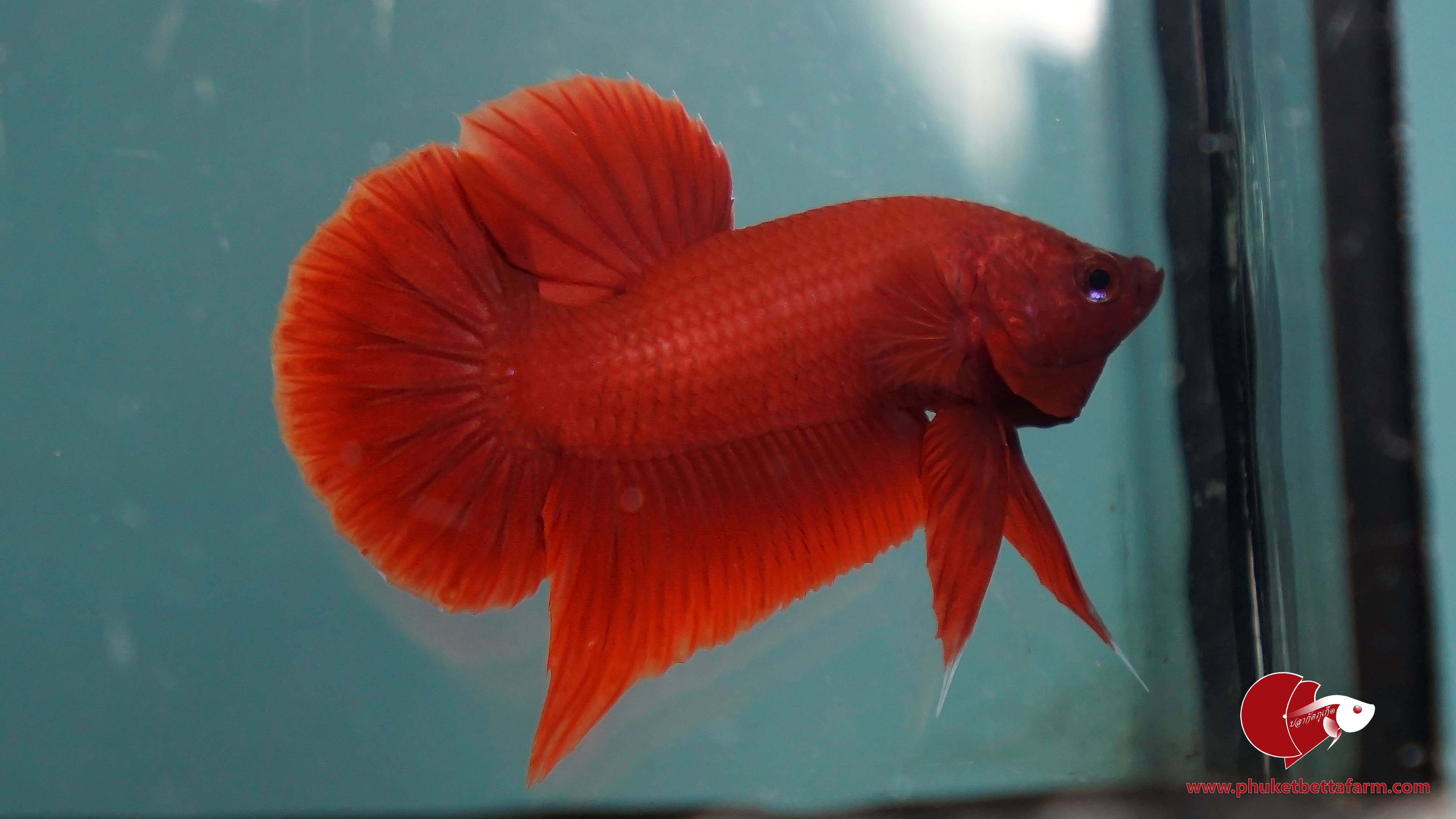 Super Red ปลากัดซุปเปอร์เรด
