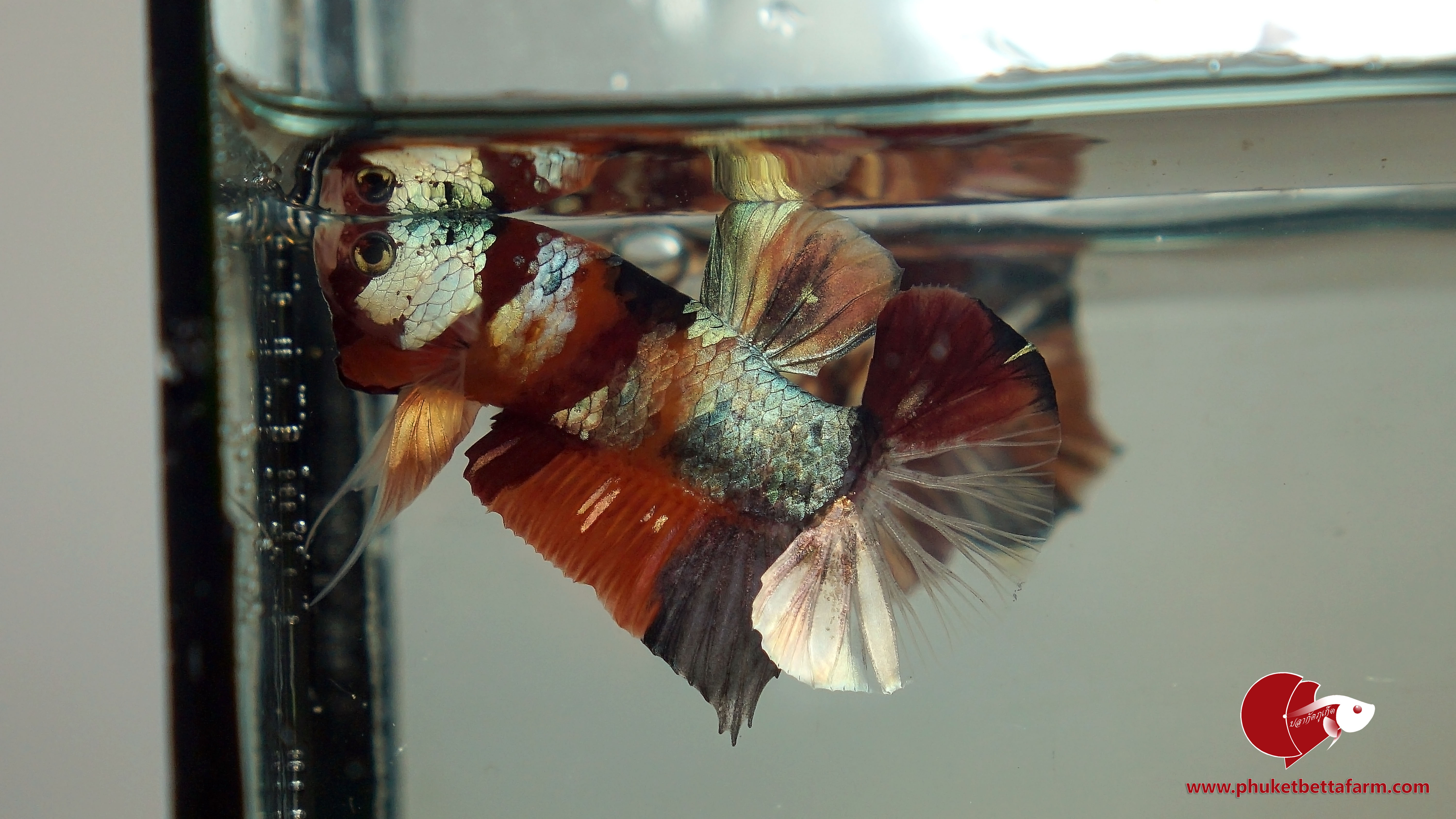 Galaxy Nemo Copper Gold ปลากัดกาแล็คซี่นี่โมคอปเปอร์ มุกทอง