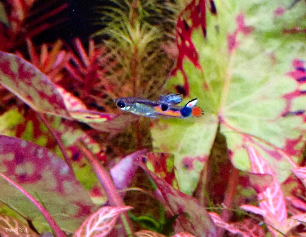 Wild rainbow guppy, Peacock version.1คู่ (ผู้+เมีย)