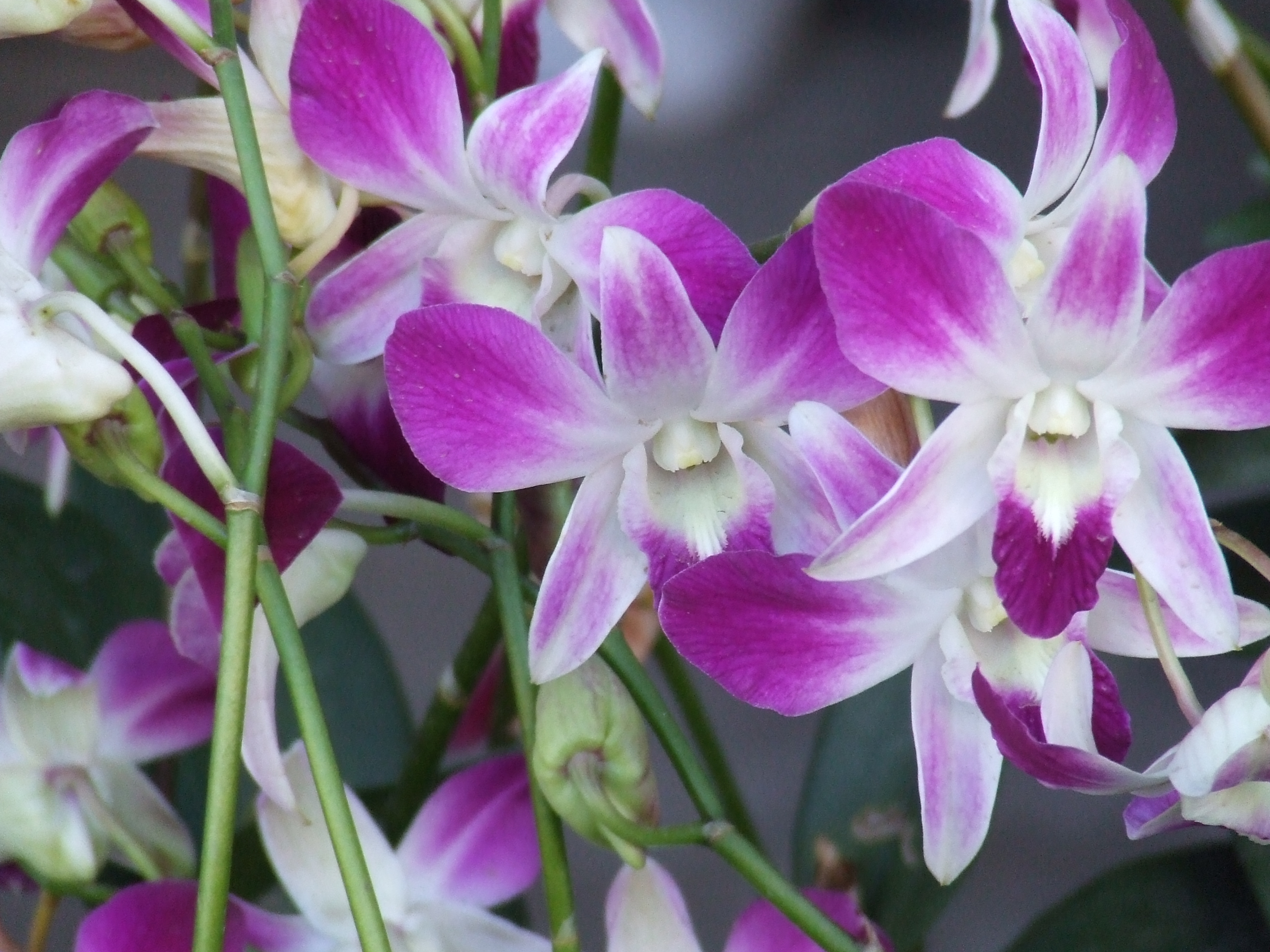 Den.Pompadour (Large)