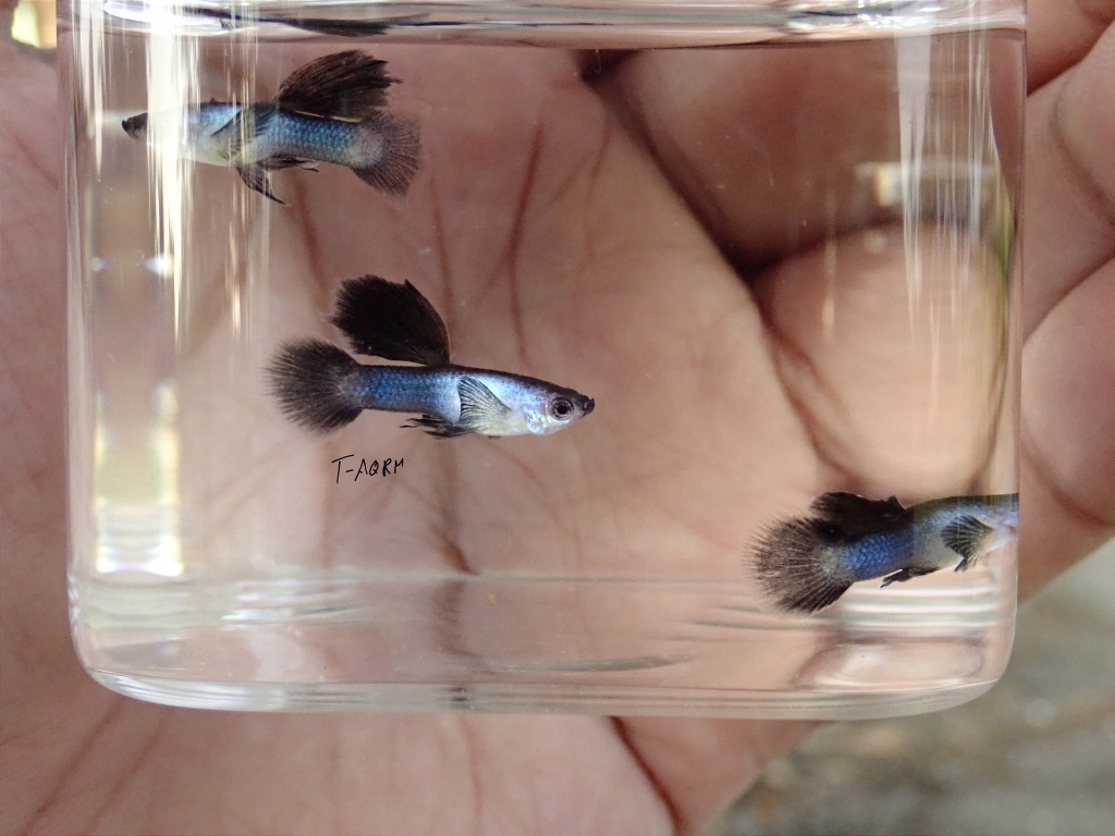 Mini Panda fancy guppy 1คู่ (ผู้+เมีย)