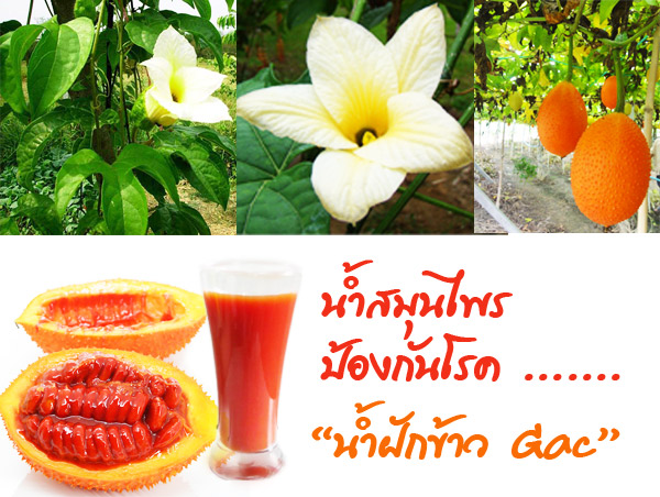 น้ำฟักข้าว, น้ำฟักข้าวสุนันท์, ของดีจังหวัดลพบุรี, ของดีเมืองลพบุรี, ของฝากลพบุรี, ขายน้ำฟักข้าว, ครีมอาบน้ำฟักข้าว, ถอนพิษไข้, น้ำฟักข้าว, น้ำฟักข้าวที่ได้รับการรับรอง, น้ำฟักข้าวผสมเสาวรส, น้ำฟักข้าวมีประโยชน์, น้ำฟักข้าวราคาถูก, บำรุงผิว, บำรุงร่างกาย, ฟักข้าว, ฟักข้าว ต้านมะเร็ง, ฟักข้าวชื่อวิทยาศาสตร์ Momordica cochinchinensis, ฟักข้าวสกัด, ฟักข้าวเป็นพืชที่มีวิตามิน A, วิธีทำน้ำฟักข้าว, ส่งเสริม, สบู่ฟักข้าว, เสริม, โลชั่นฟักข้าว