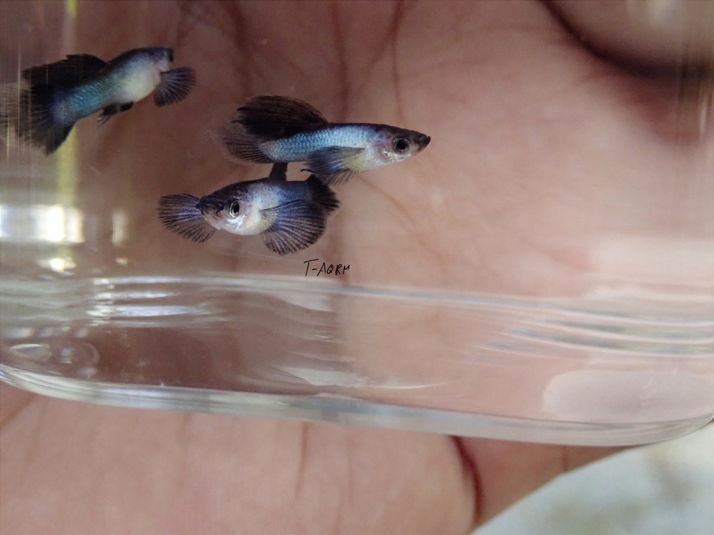Mini Panda fancy guppy 1คู่ (ผู้+เมีย)