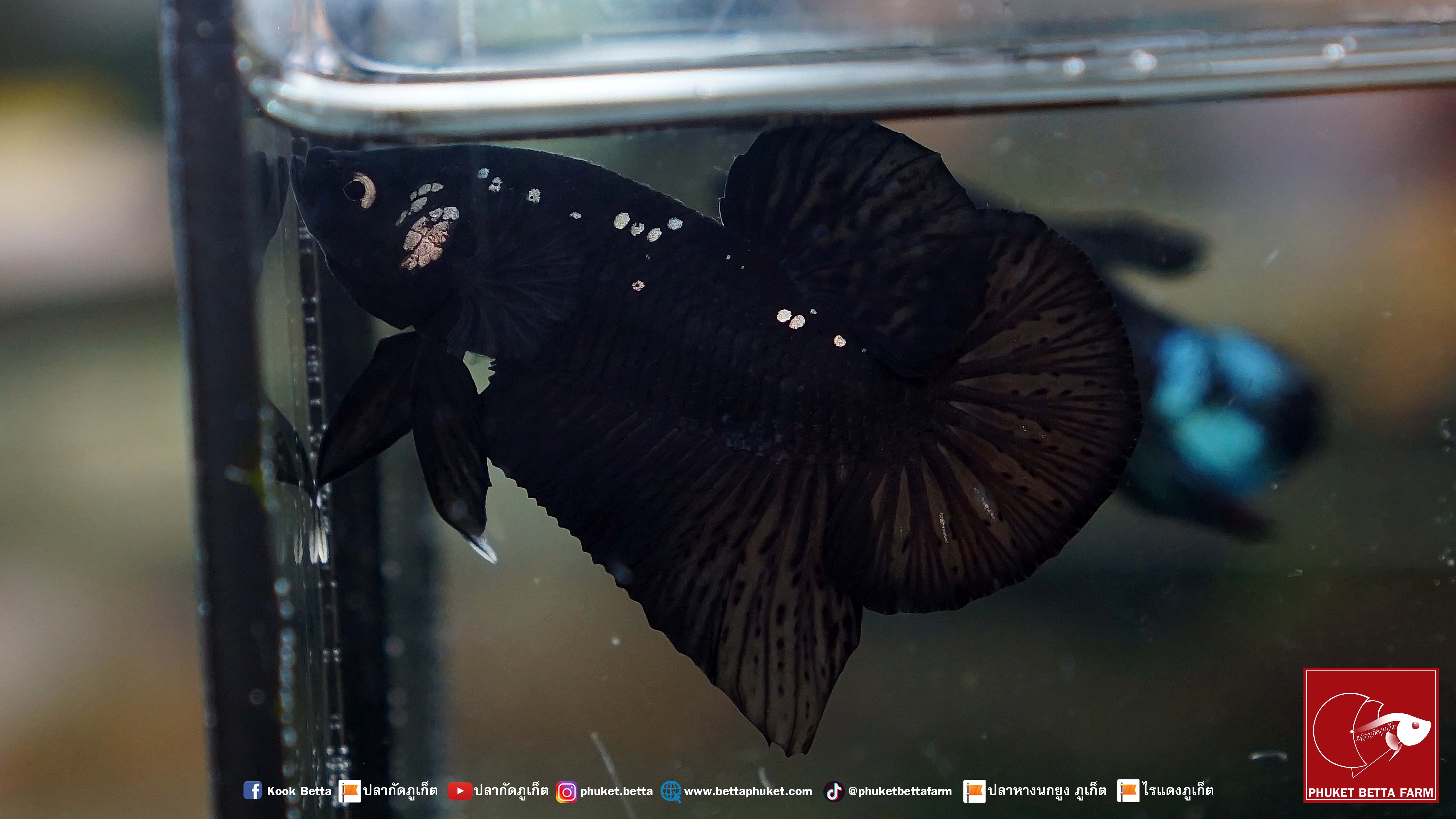 Black Samurai แบล็คซามูไร