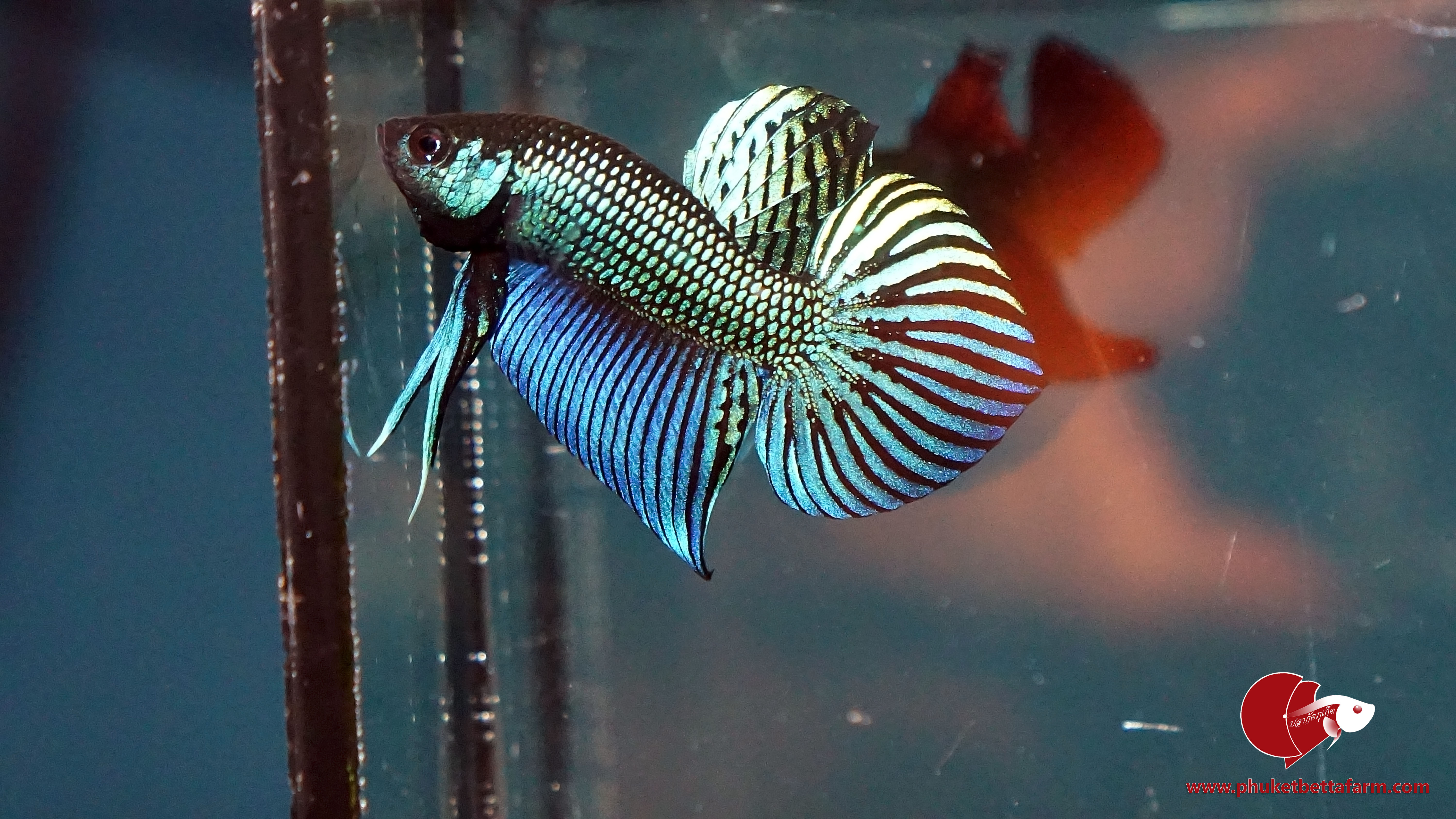 Betta Mahachaiensis ปลากัดมหาชัย