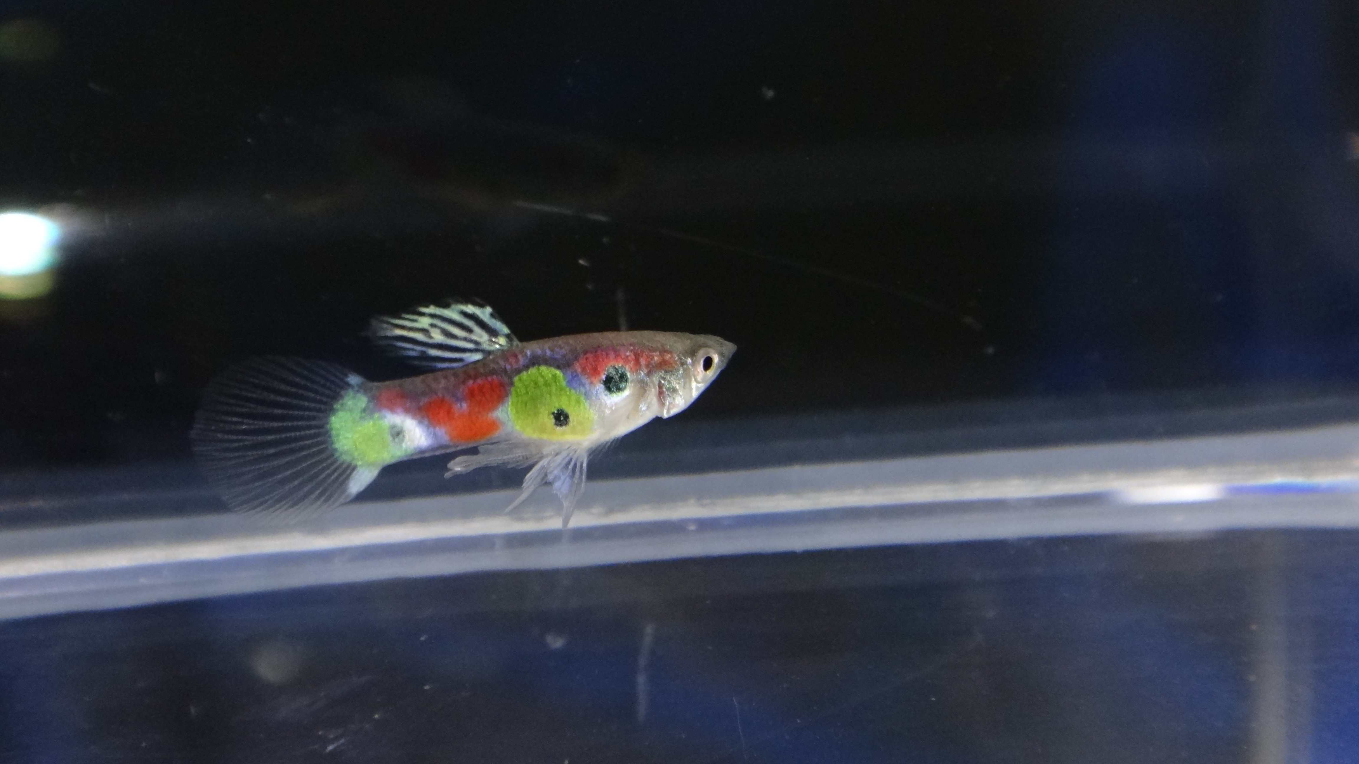 ปลาหางนกยูงไทย, Thai guppy. #ปลาหางนกยูงป่าไทย,#ปลาหางนกยูงเจ็ดสี,#ปลากินยุง,#rainbowguppy,#Thaiwildguppy,#endlers,#wildendlers,#endlerlivebearer,#topaquariumhome