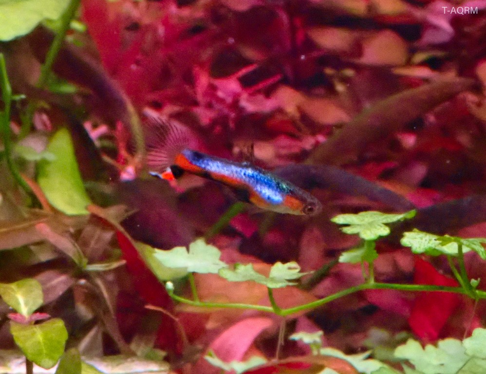 Campoma #47 Blue star, Pure wingei.1คู่ (ผู้+เมีย)