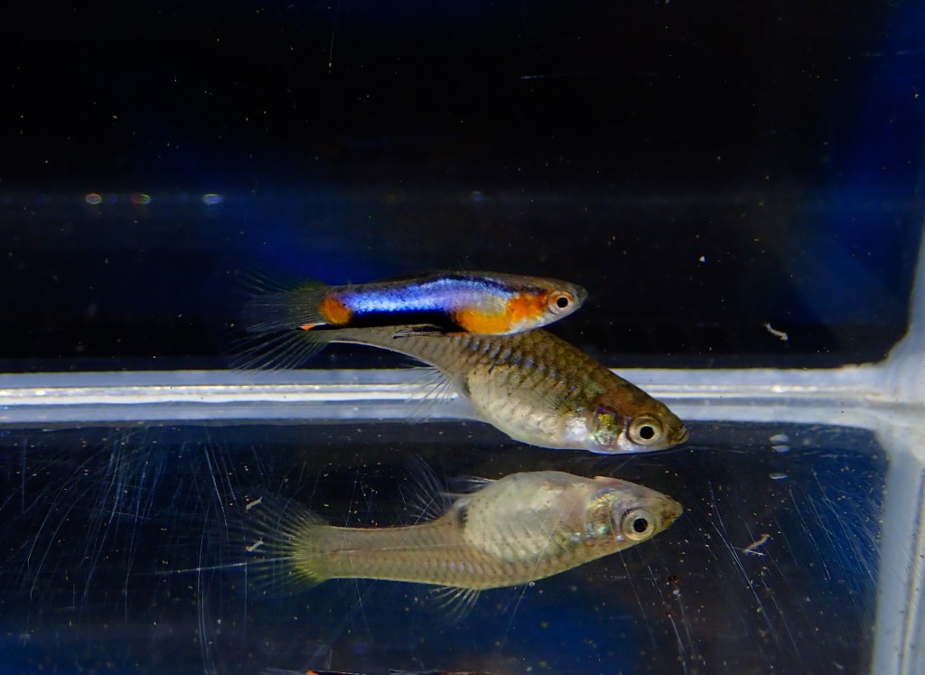 Campoma #47 Blue star, Pure wingei.1คู่ (ผู้+เมีย)
