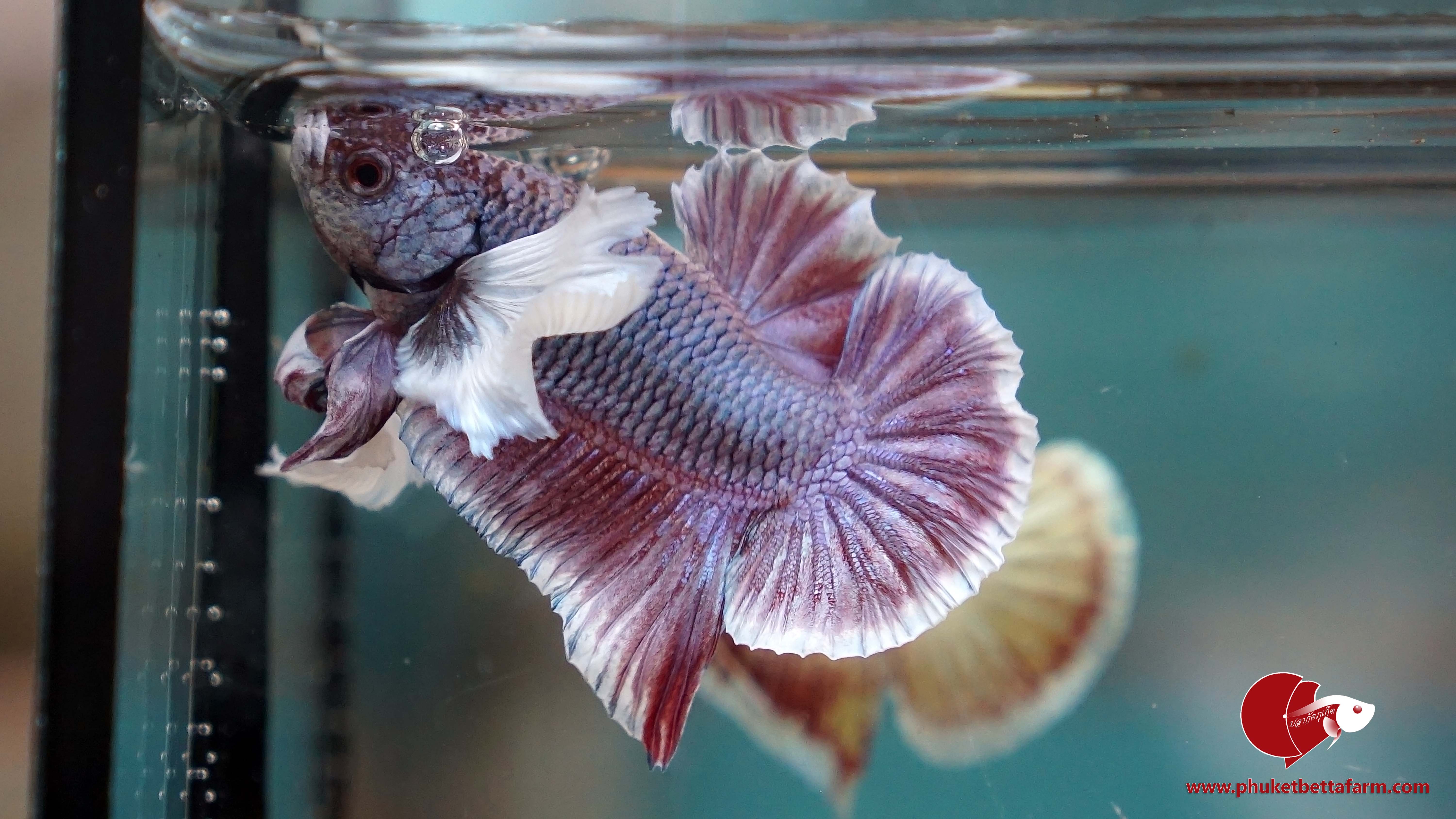 Dumbo Lavender ปลากัดหูช้างลาเวนเดอร์