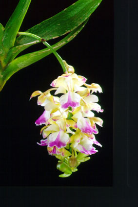 Aerides houlletiana