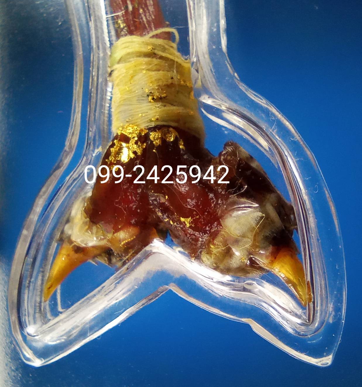 เดือยงูเหลือม เครื่องรางอาถรรพ์ ด้านโชคลาภ ทำมาหากิน และเสี่ยงโชค ลาภลอย ของแท้ต้องแบบนี้ครับ