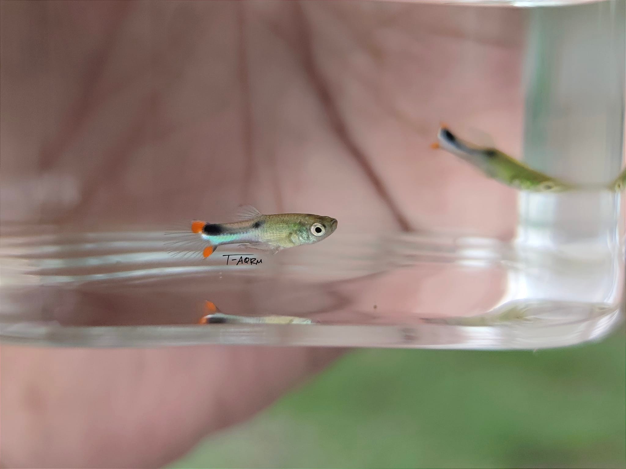 Cumana El Dorado, Pure wingei 1คู่ (ผู้+เมีย)