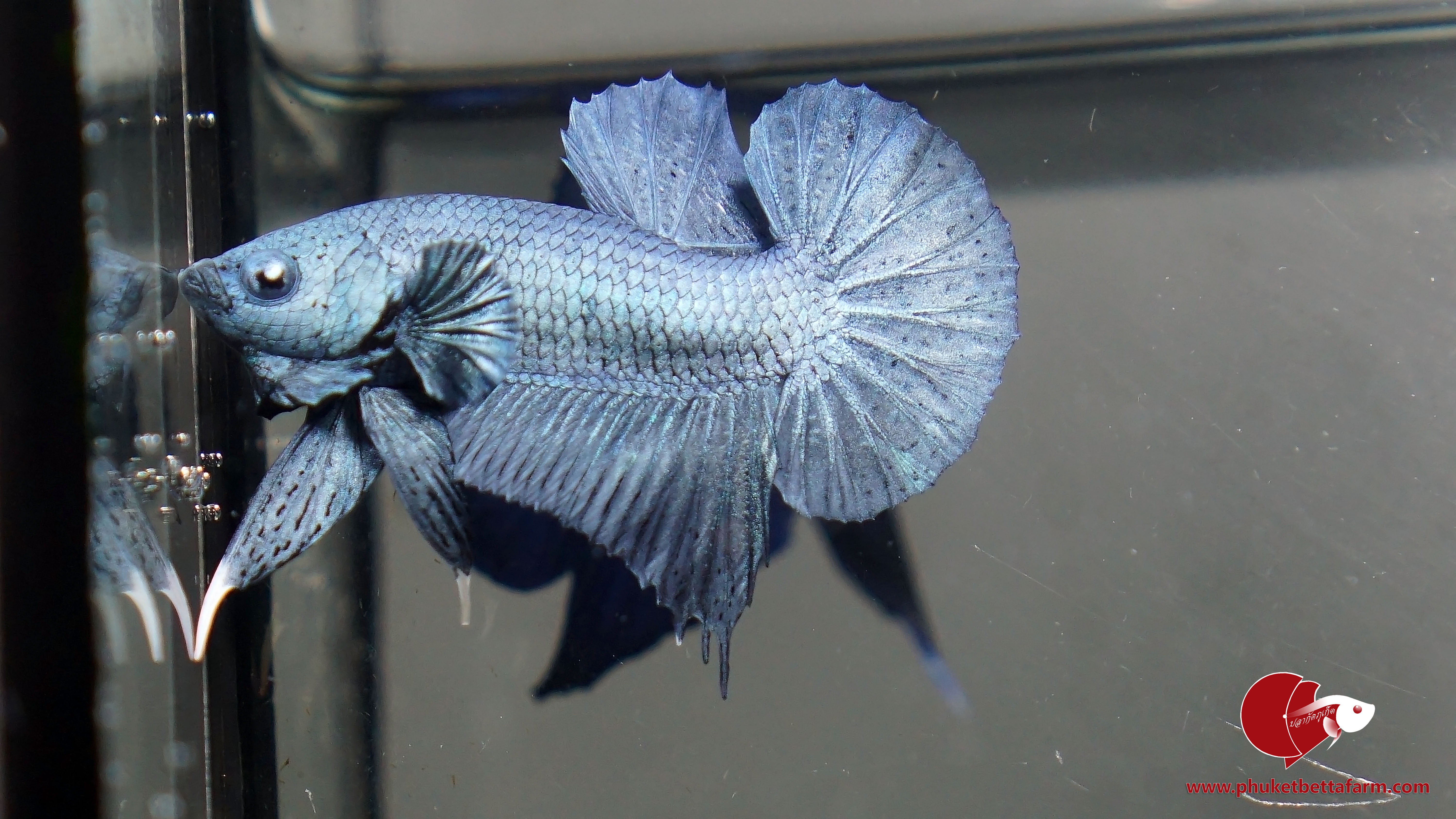 Super Blue Metallic ปลากัดซุปเปอร์บลูเมทัลลิค