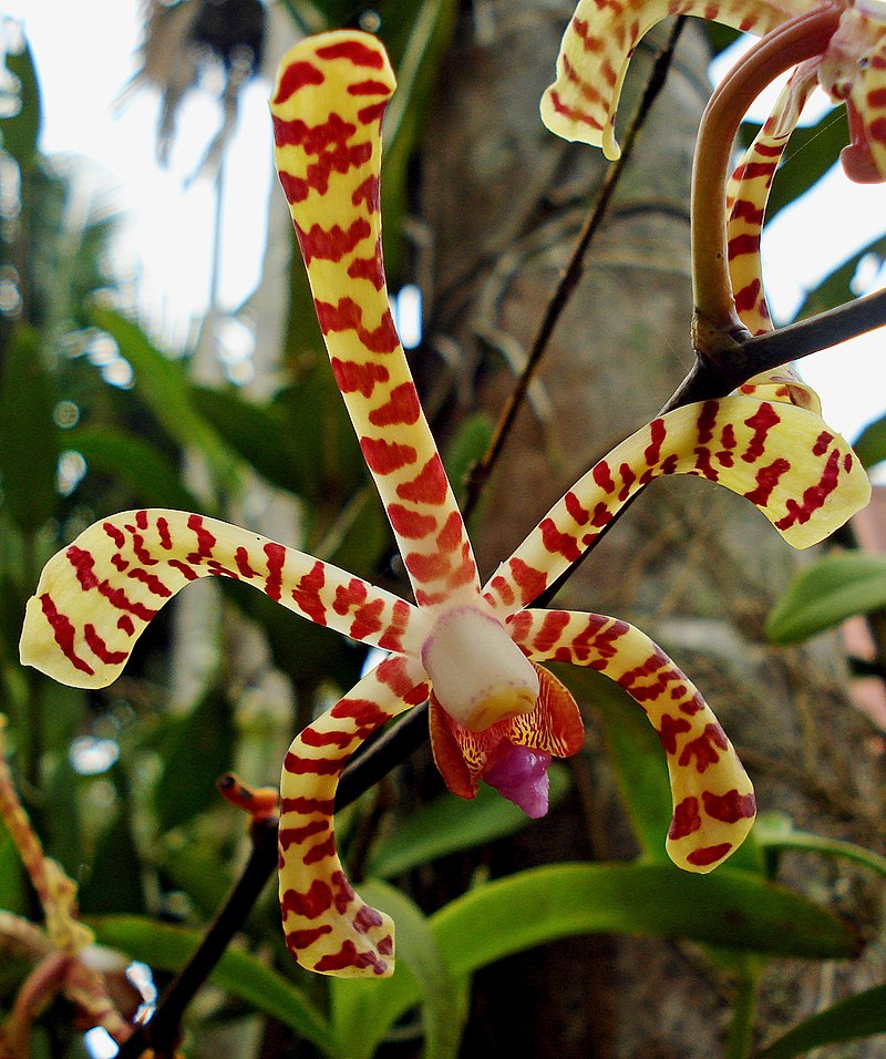 Arachnis maingayi (Large)