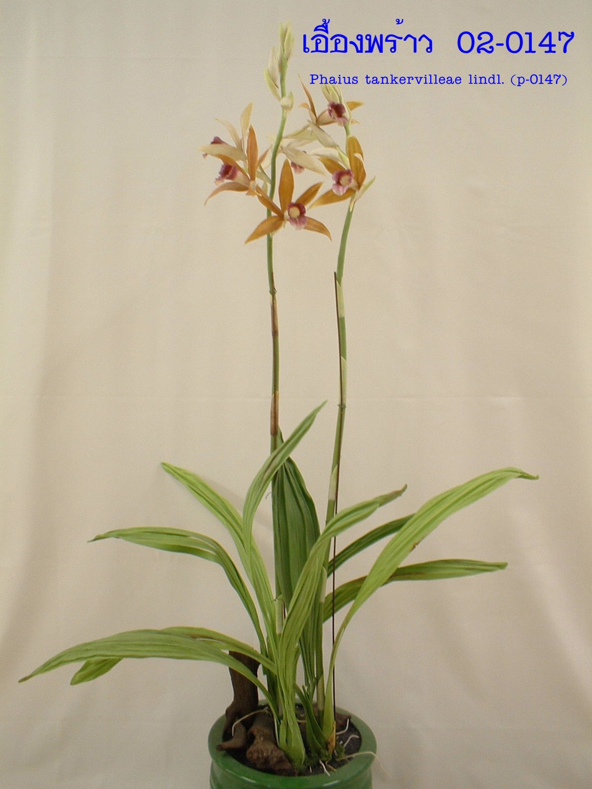 Phaius tankervilleae Lindl (Large)