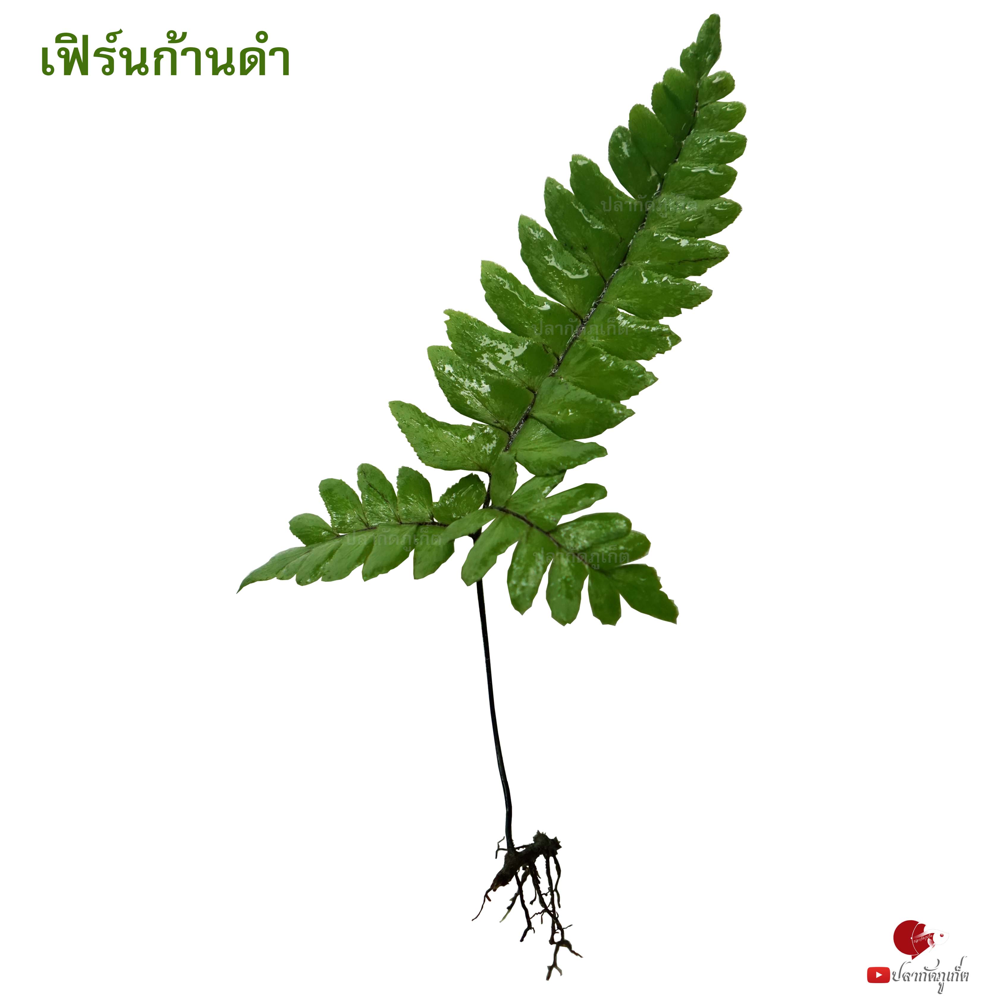 เฟิร์นก้านดำ 20 ก้าน