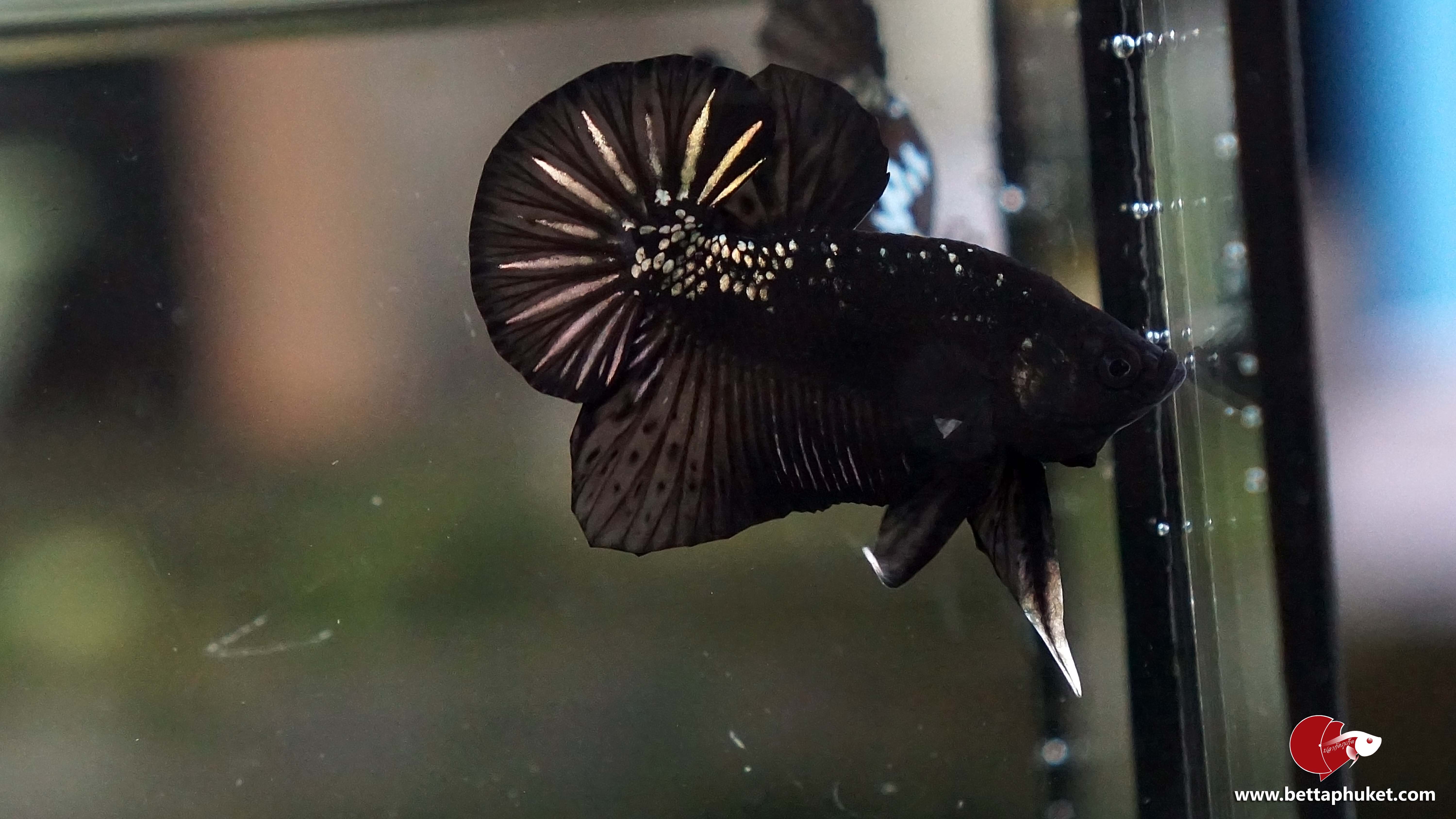 Black Samurai แบล็คซามูไร ชุดดำทมิฬ